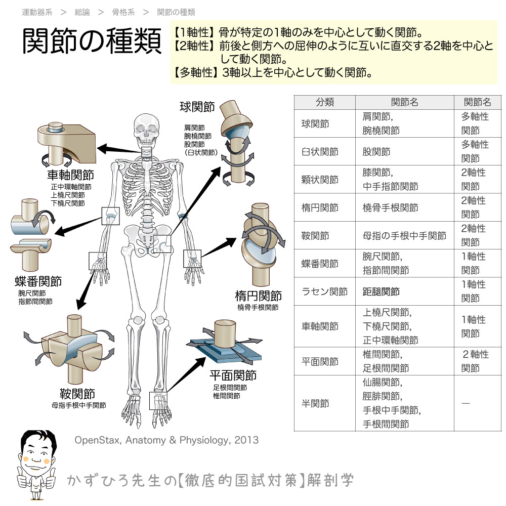 関節の形状による分類 徹底的解剖学