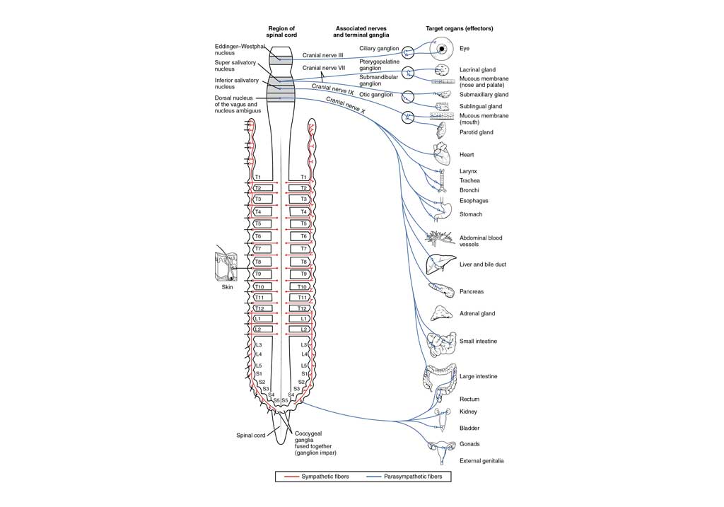 神経叢で副交感神経線維を含むのはどれか 2013年 鍼灸 問題28 徹底的解剖学