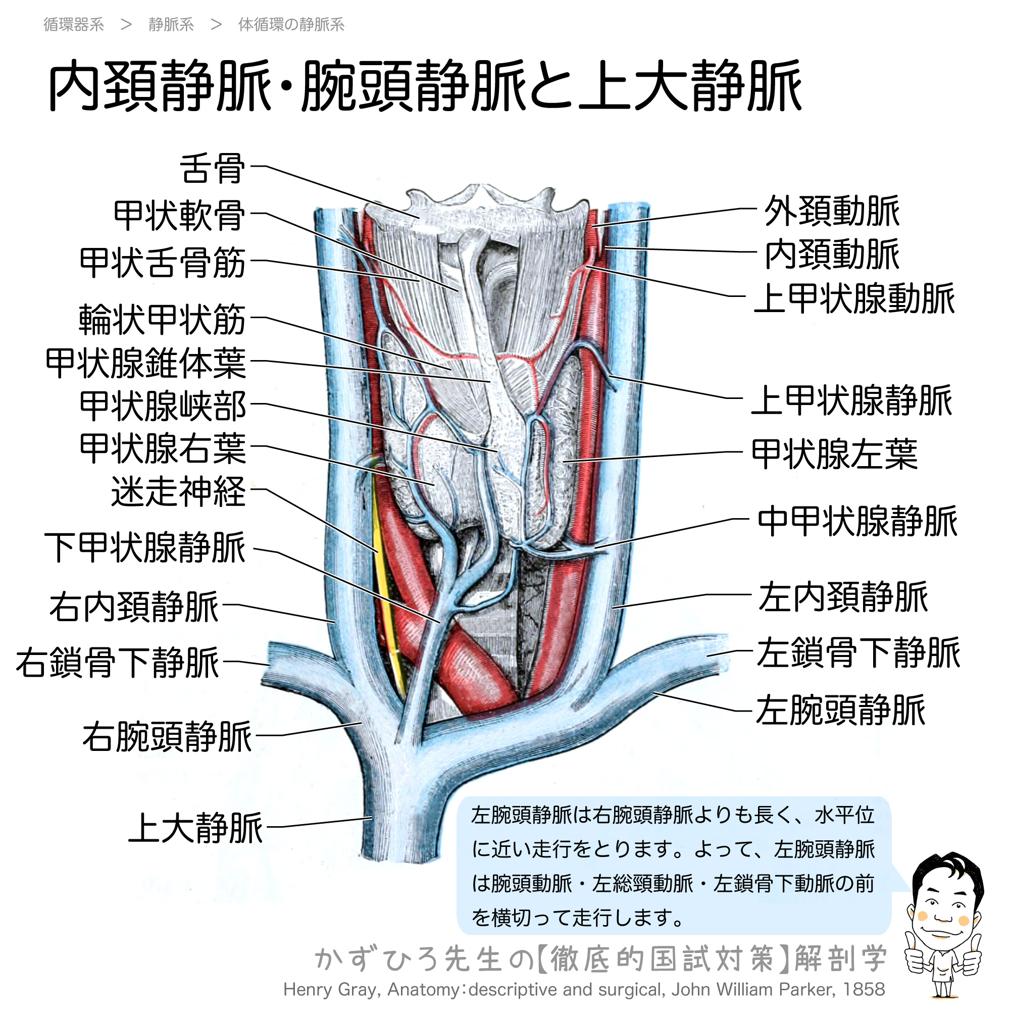 左腕頭静脈は右腕頭静脈より長く 腕頭動脈 左総頚動脈 左鎖骨下動脈の前を横切る 徹底的解剖学