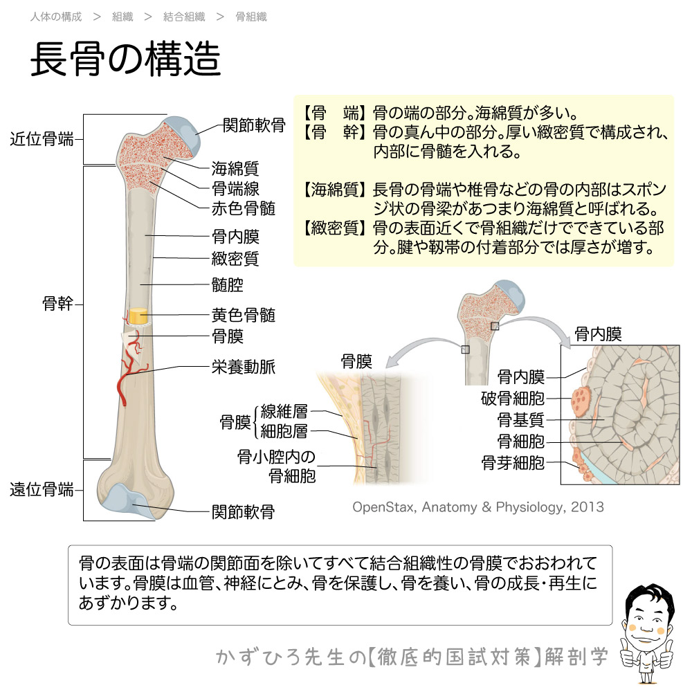 最も好ましい 海綿質緻密質 海綿質緻密質違い