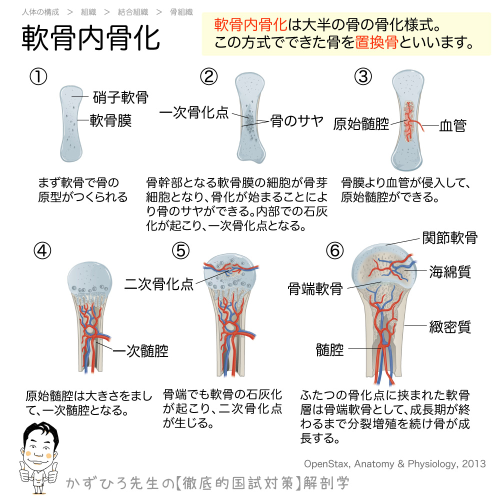 軟骨内骨化 画像 プチ解説 徹底的解剖学