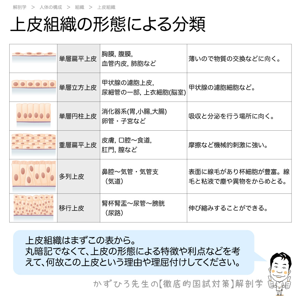 上皮組織の形態による分類 徹底的解剖学