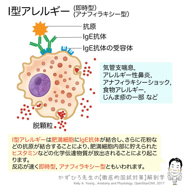 I型アレルギー（即時型・アナフィラキシー型）【画像＋プチ解説】 徹底的解剖学