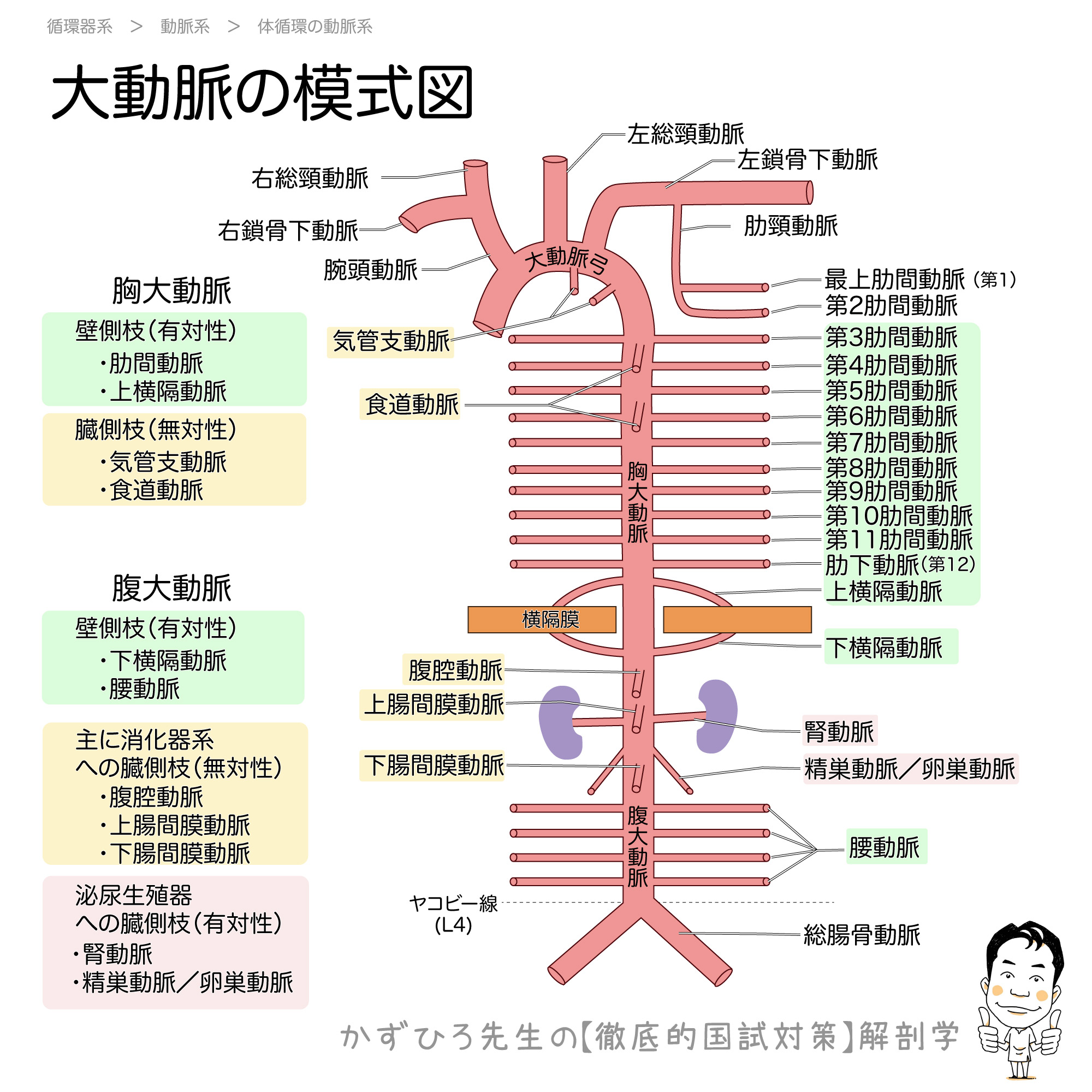 大動脈とその枝 模式図 徹底的解剖学