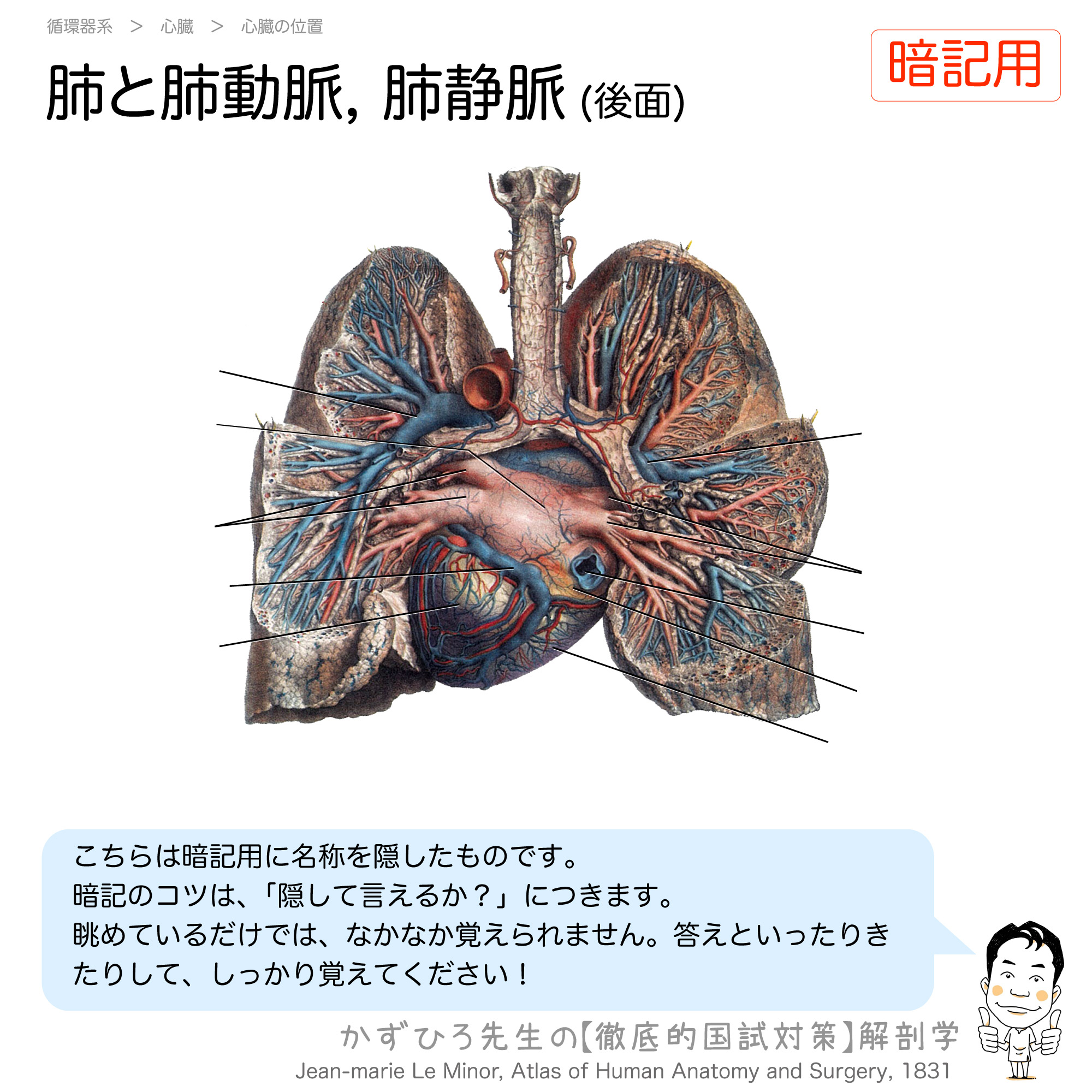 心臓 の 位置