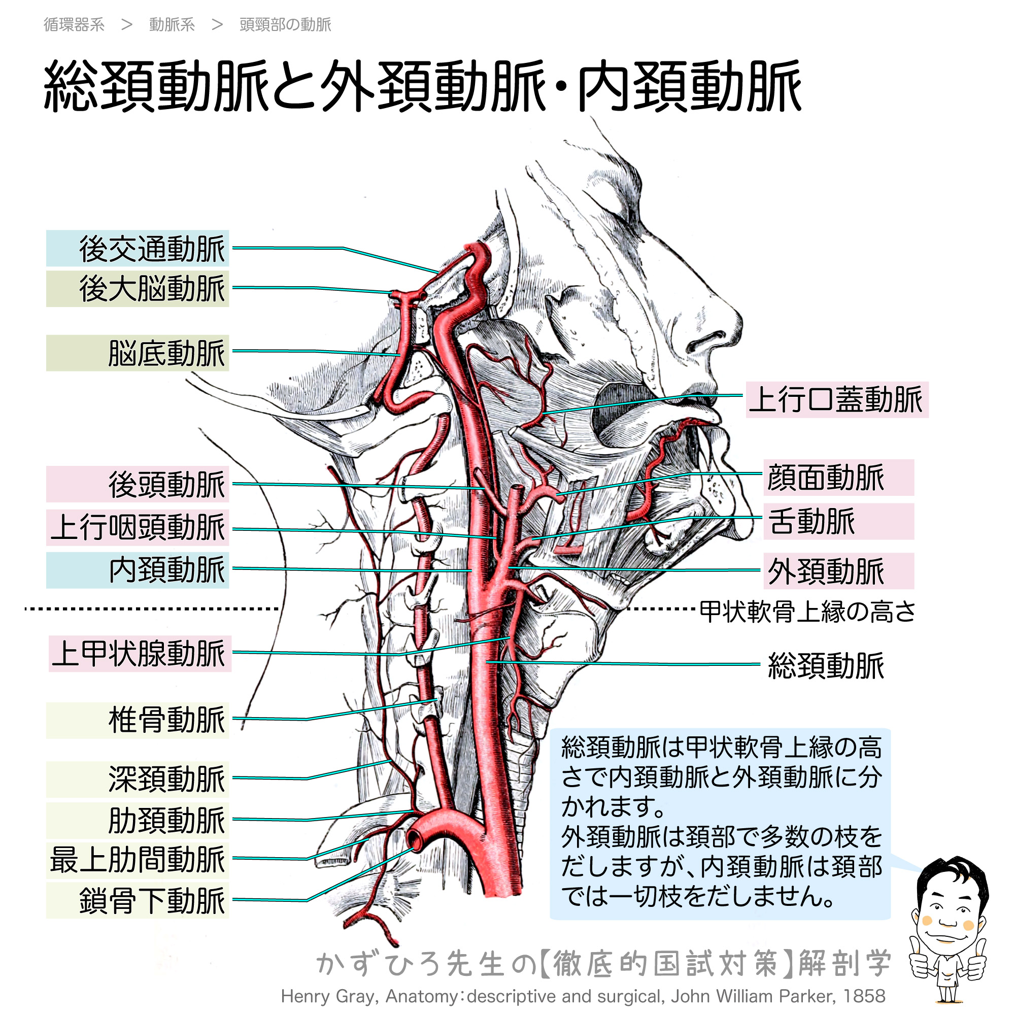 総頚動脈と外頚動脈 内頚動脈 徹底的解剖学