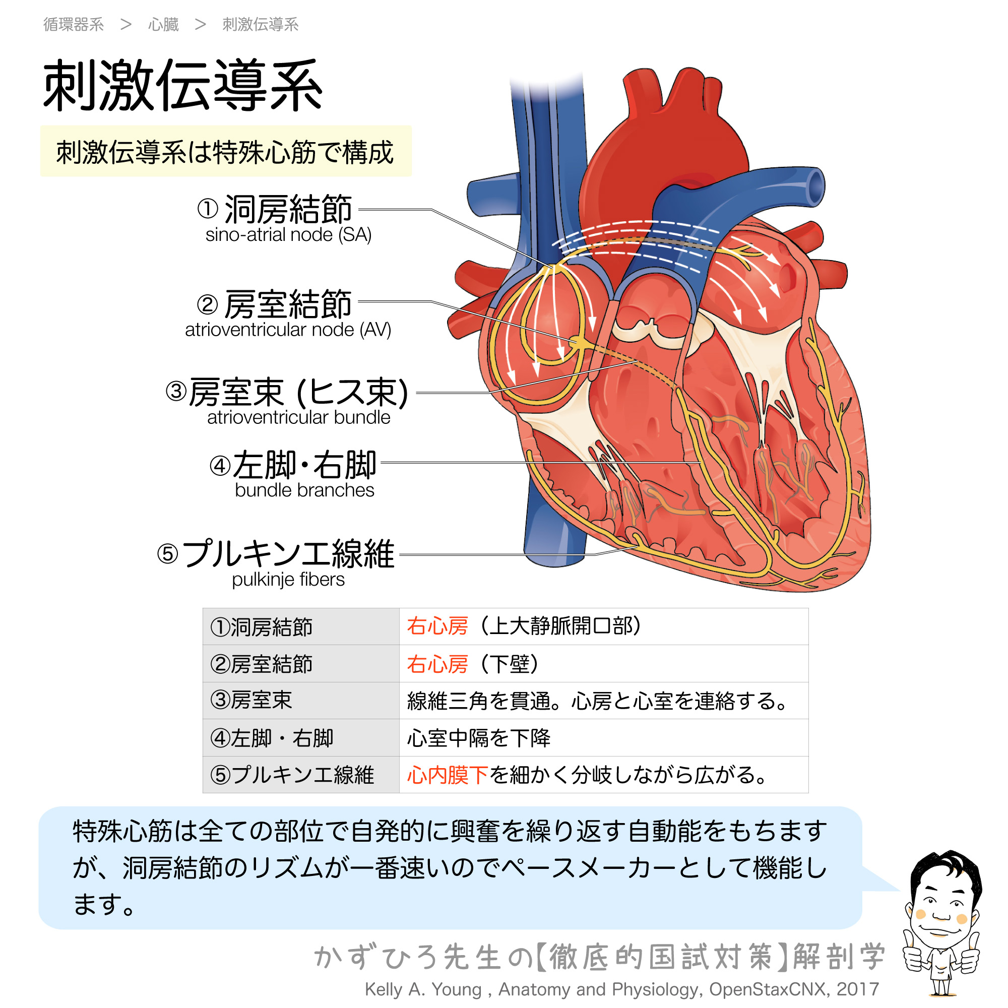 固有 心筋