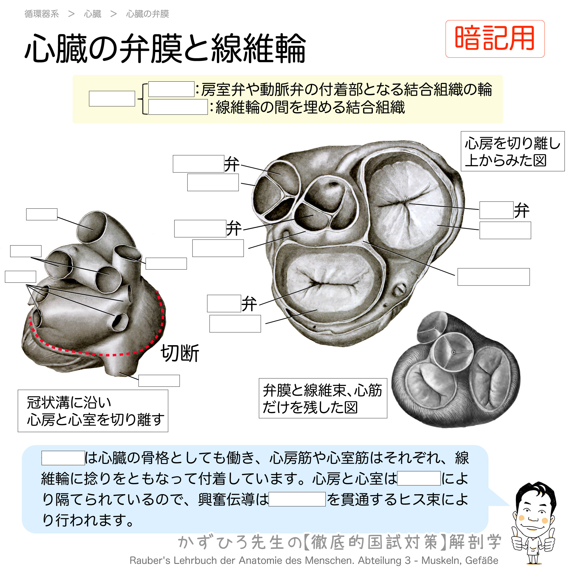 心筋 固有