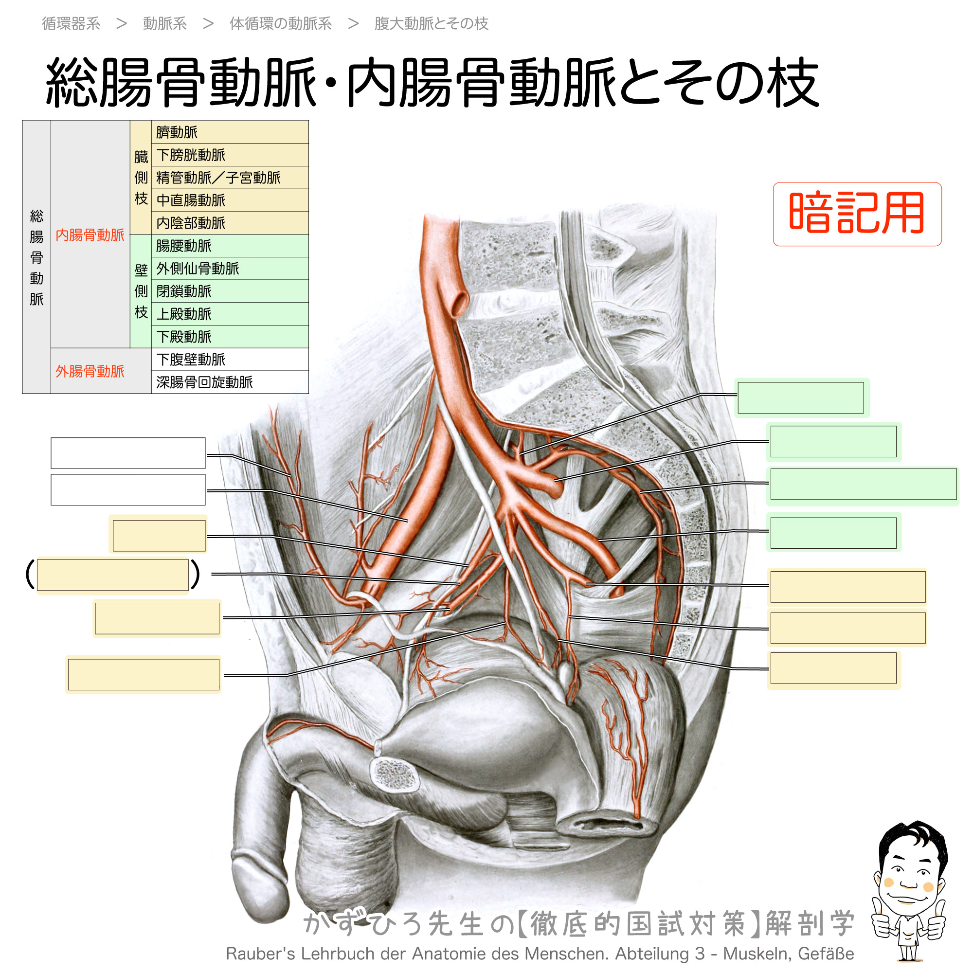 総腸骨動脈 内腸骨動脈とその枝 徹底的解剖学