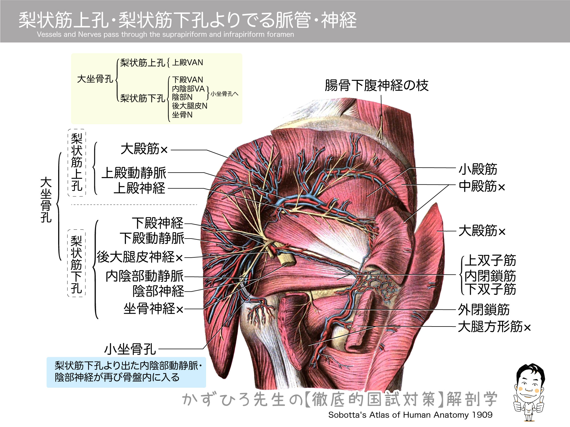 大坐骨孔 梨状筋上孔 梨状筋下孔 よりでる脈管 神経 徹底的解剖学