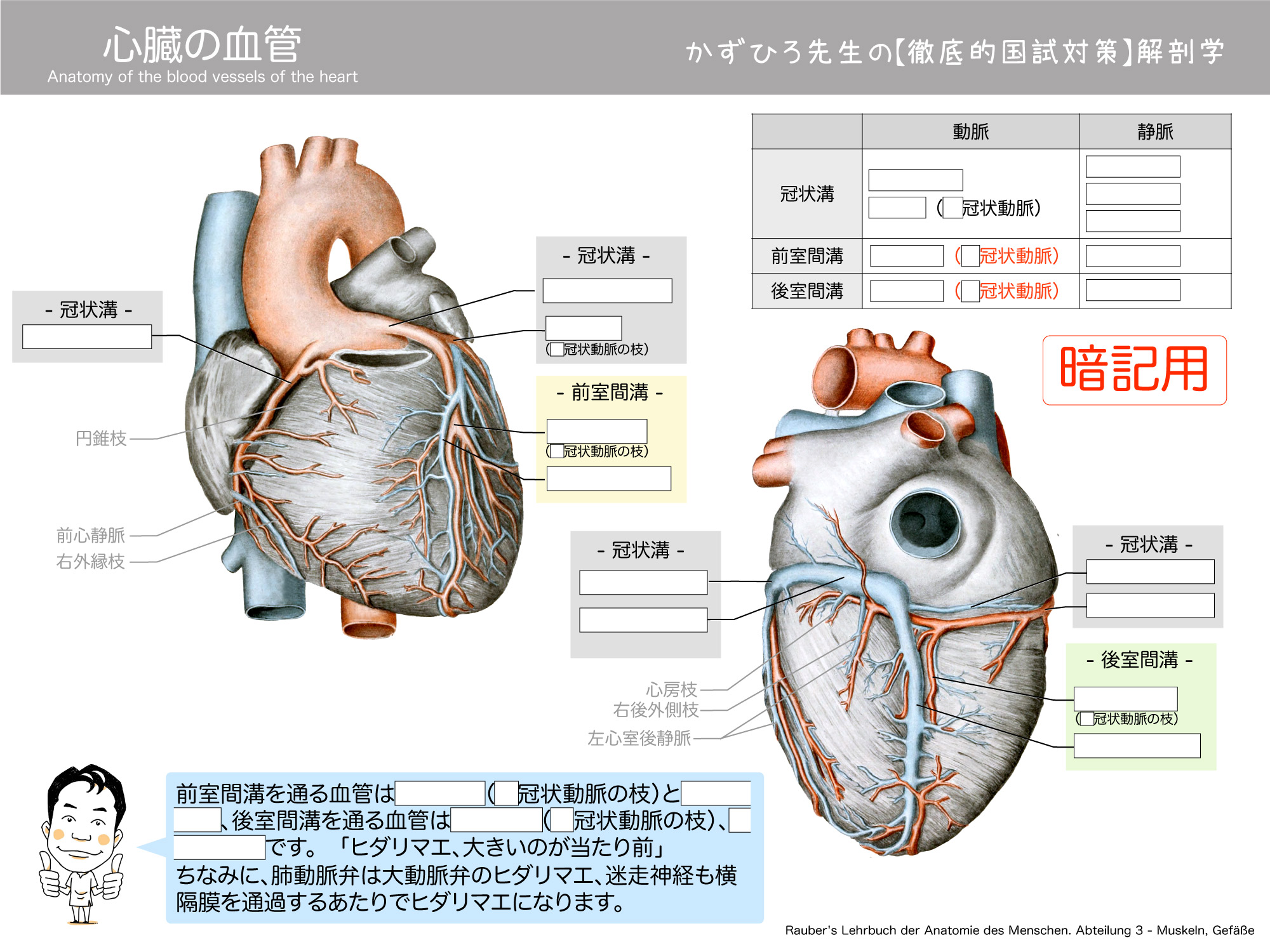 心臓の血管 左右の冠状動脈 大心臓静脈 中心臓静脈 冠状動脈 徹底的解剖学