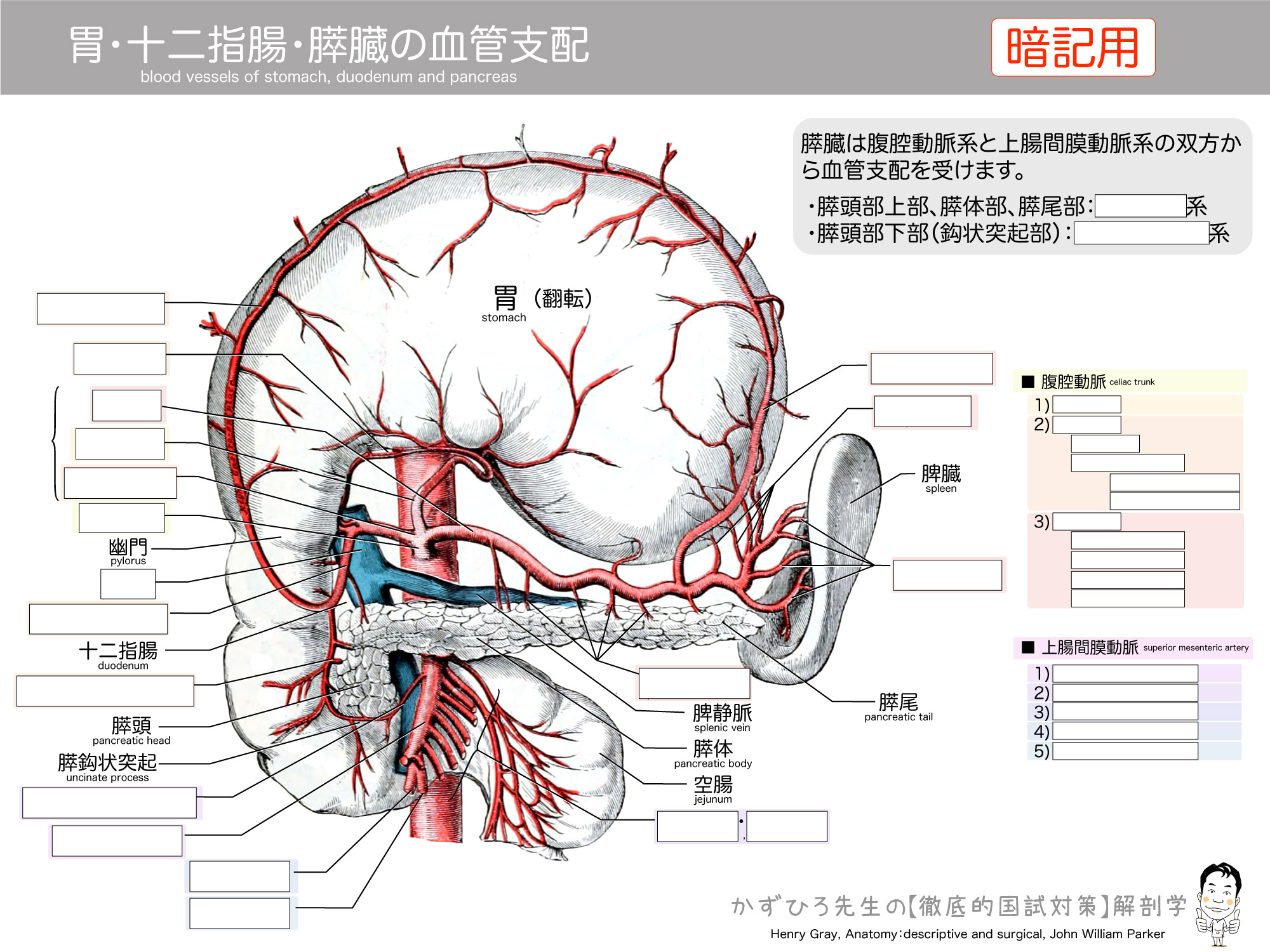 胃 十二指腸と膵臓の栄養血管 腹腔動脈と上腸間膜動脈 徹底的解剖学