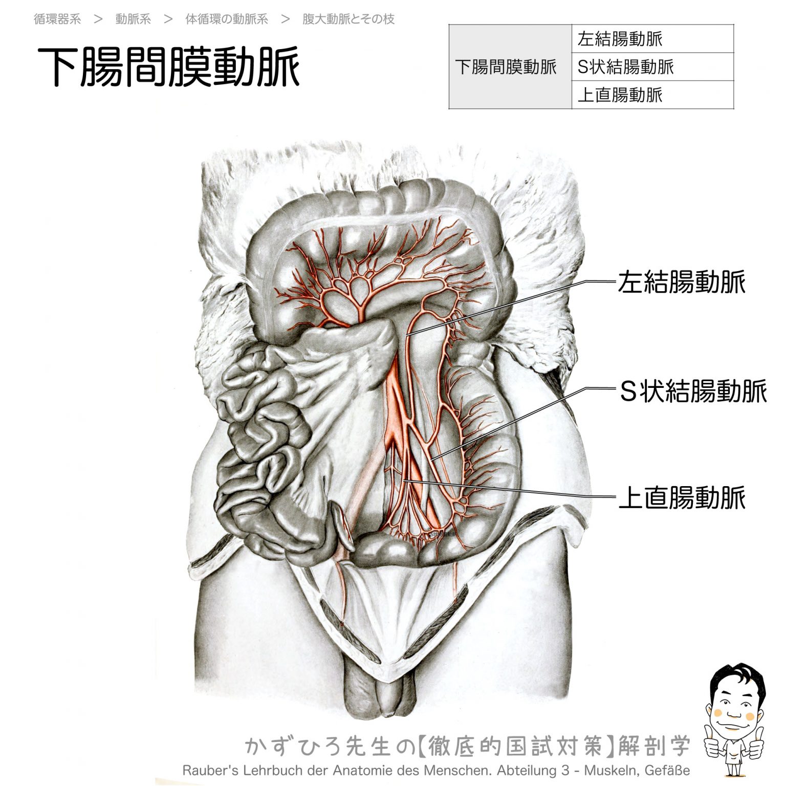 下腸間膜動脈（腹大動脈の主に消化器系に至る臓側枝 ③）