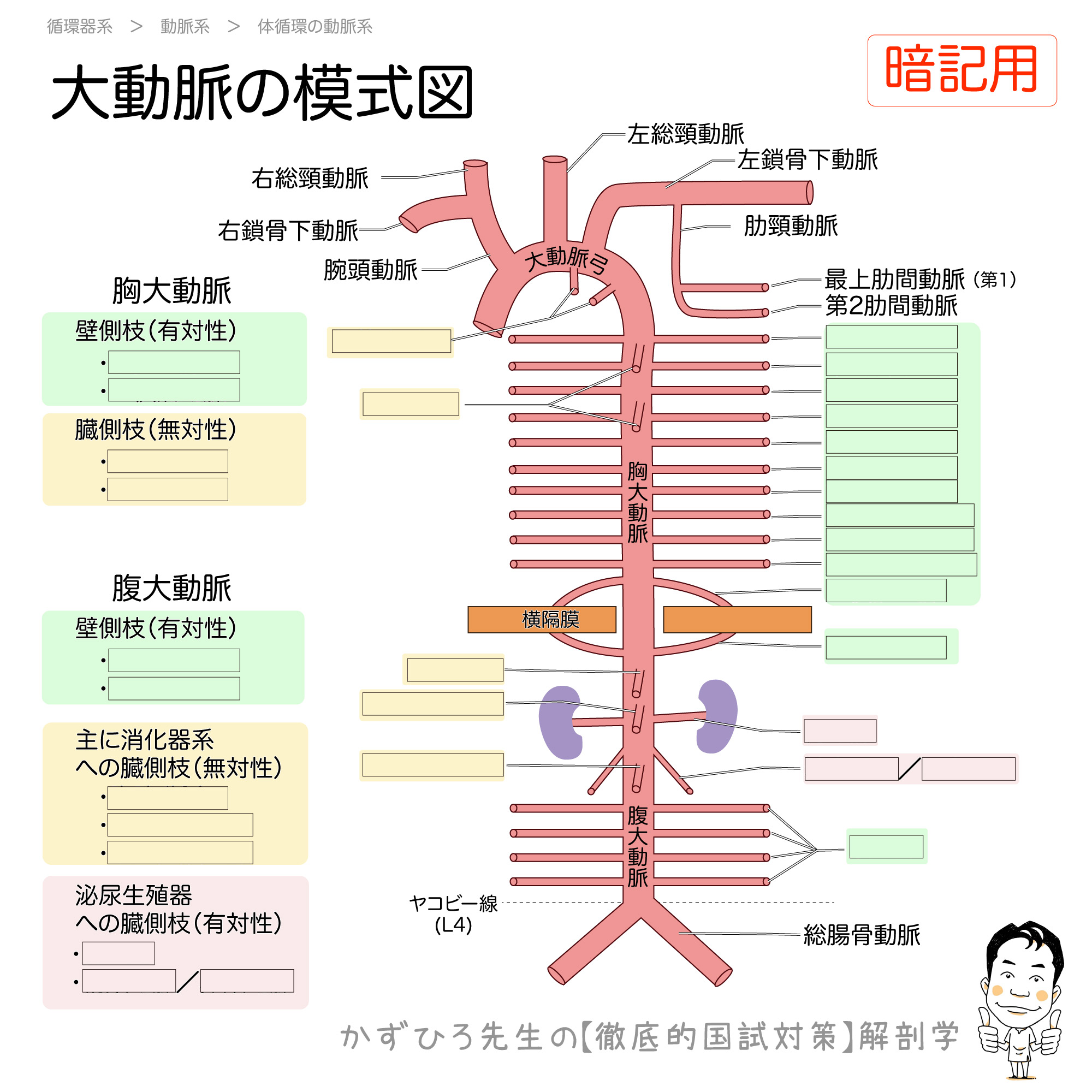 大動脈とその枝 模式図 徹底的解剖学
