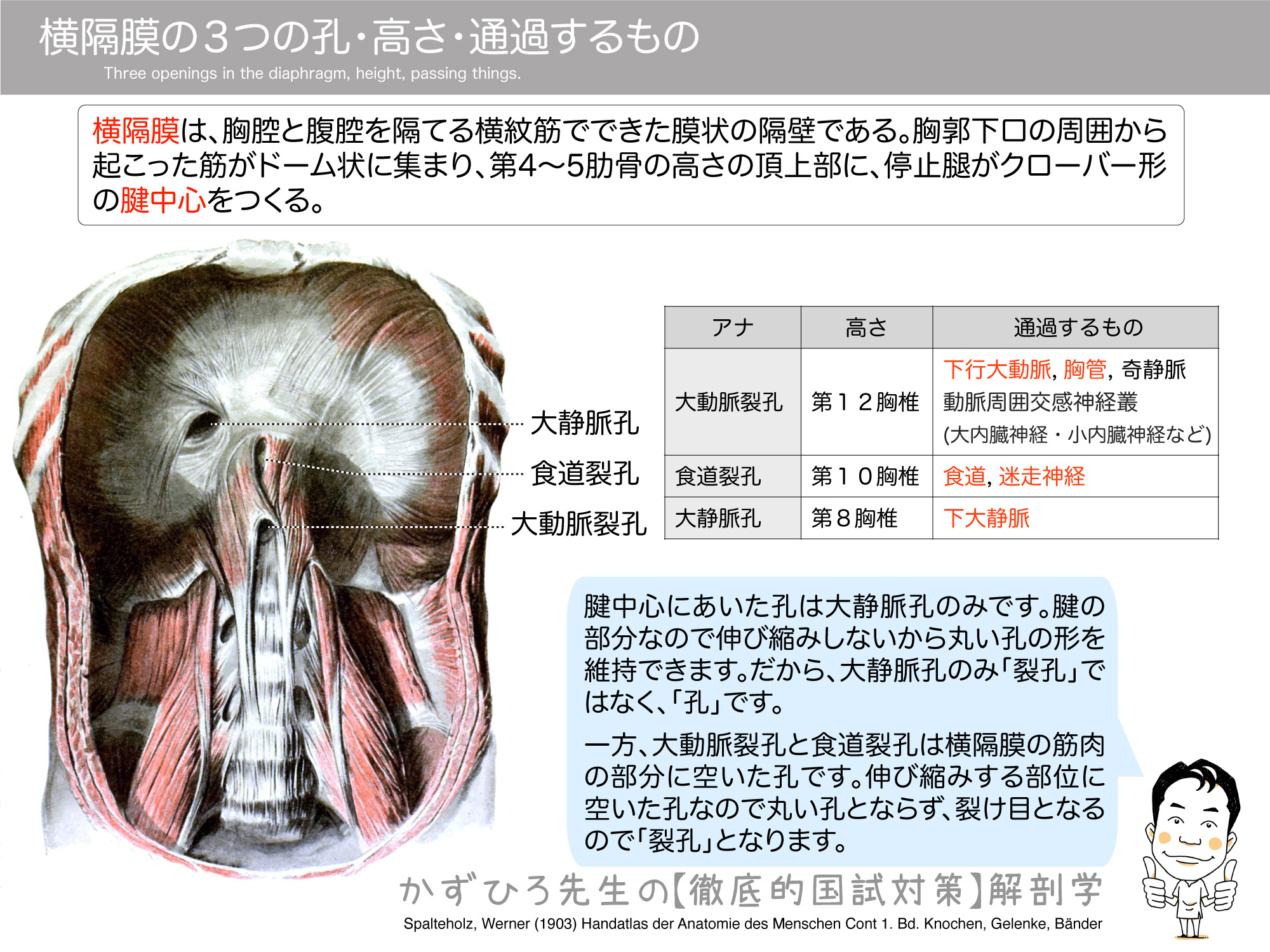 大内臓神経 徹底的解剖学