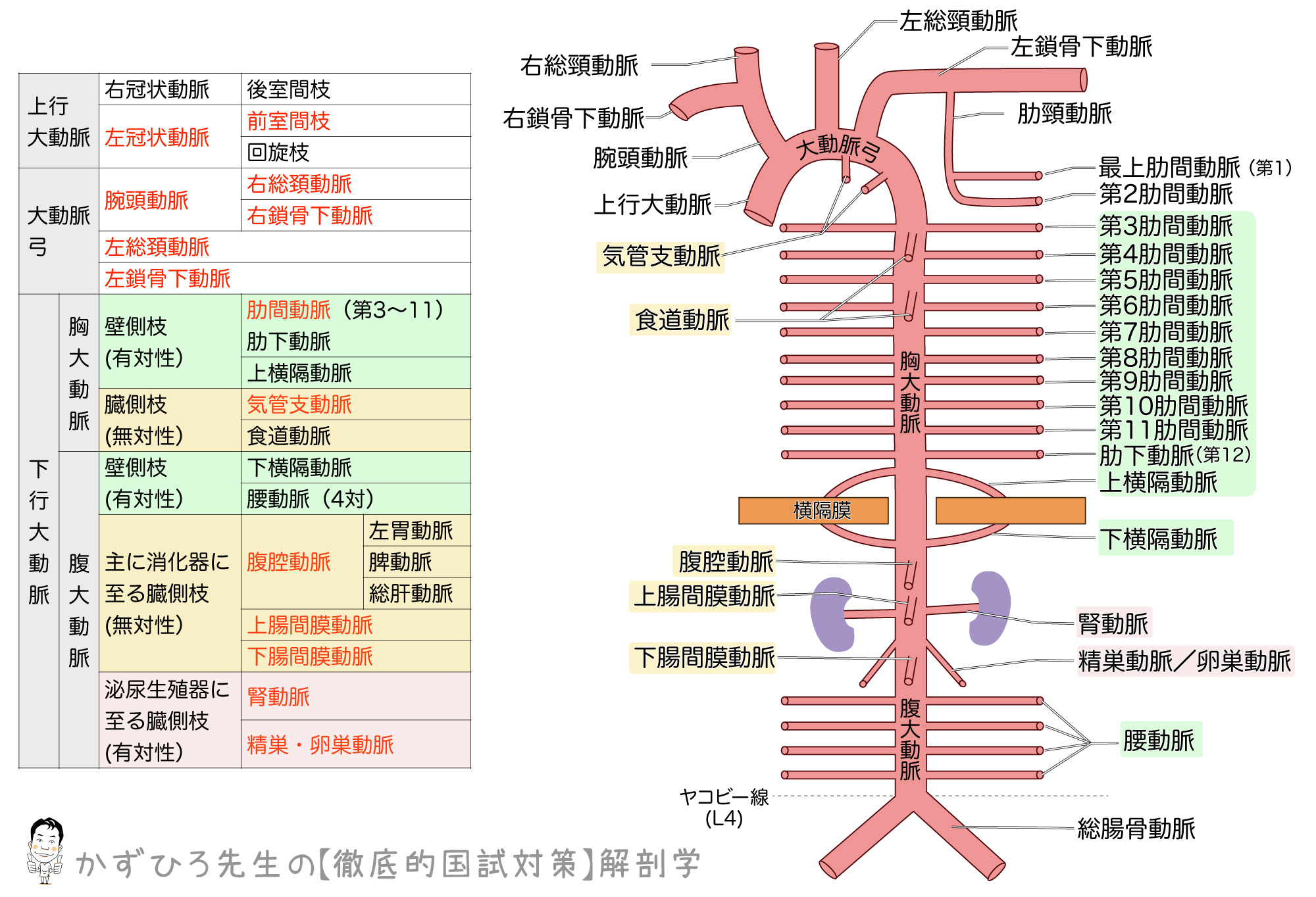 大動脈とその枝 模式図 徹底的解剖学