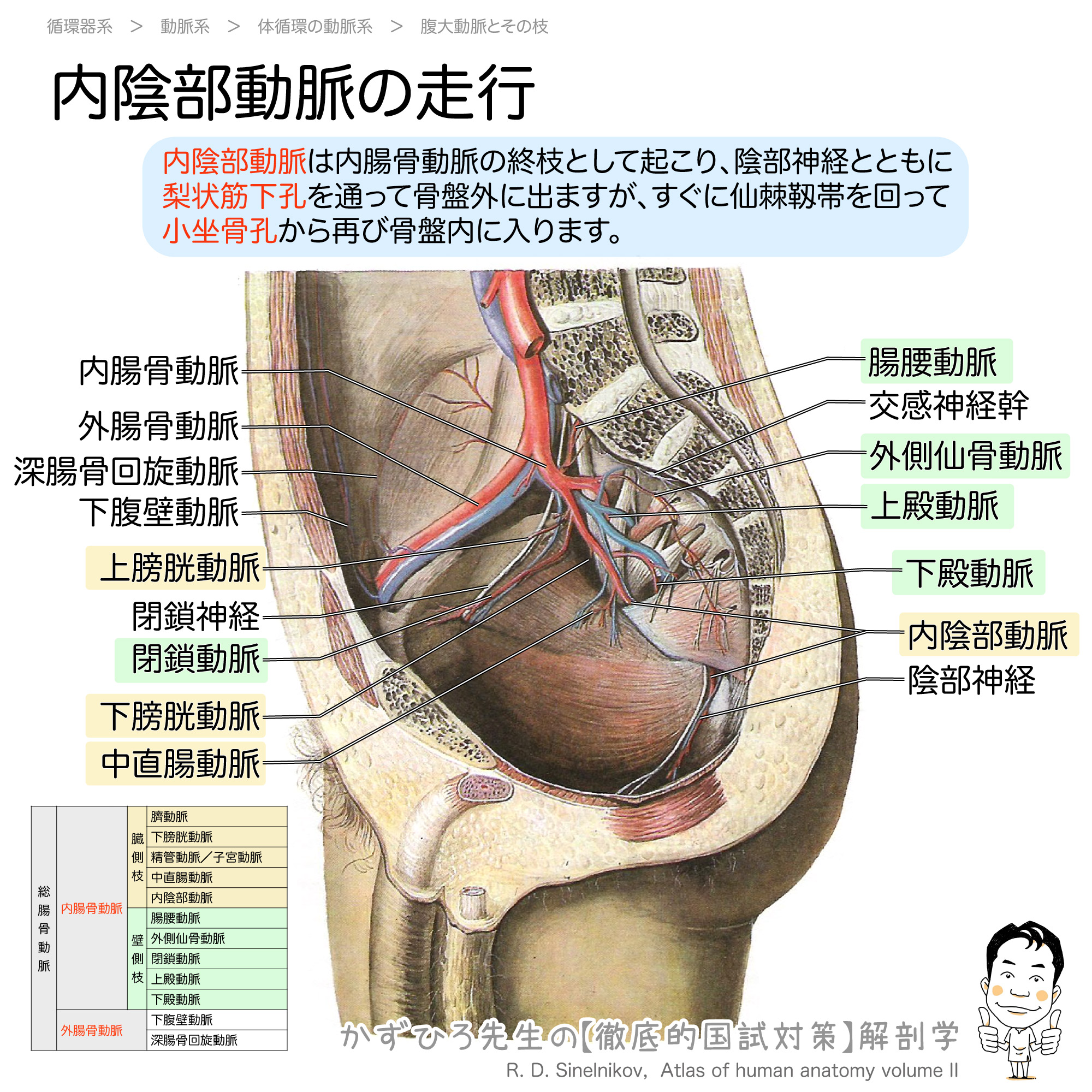 内陰部動脈の走行 徹底的解剖学