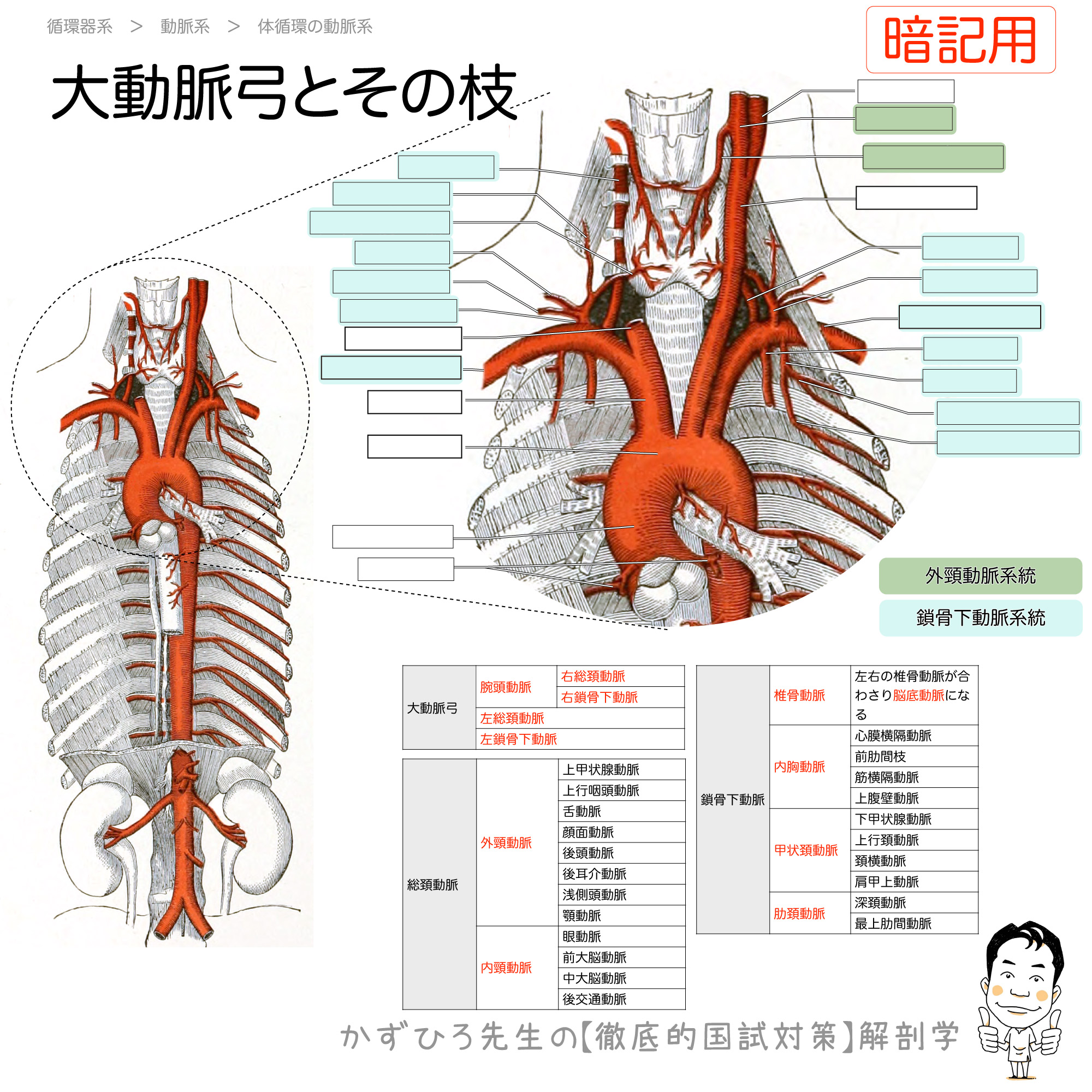 鎖骨下動脈