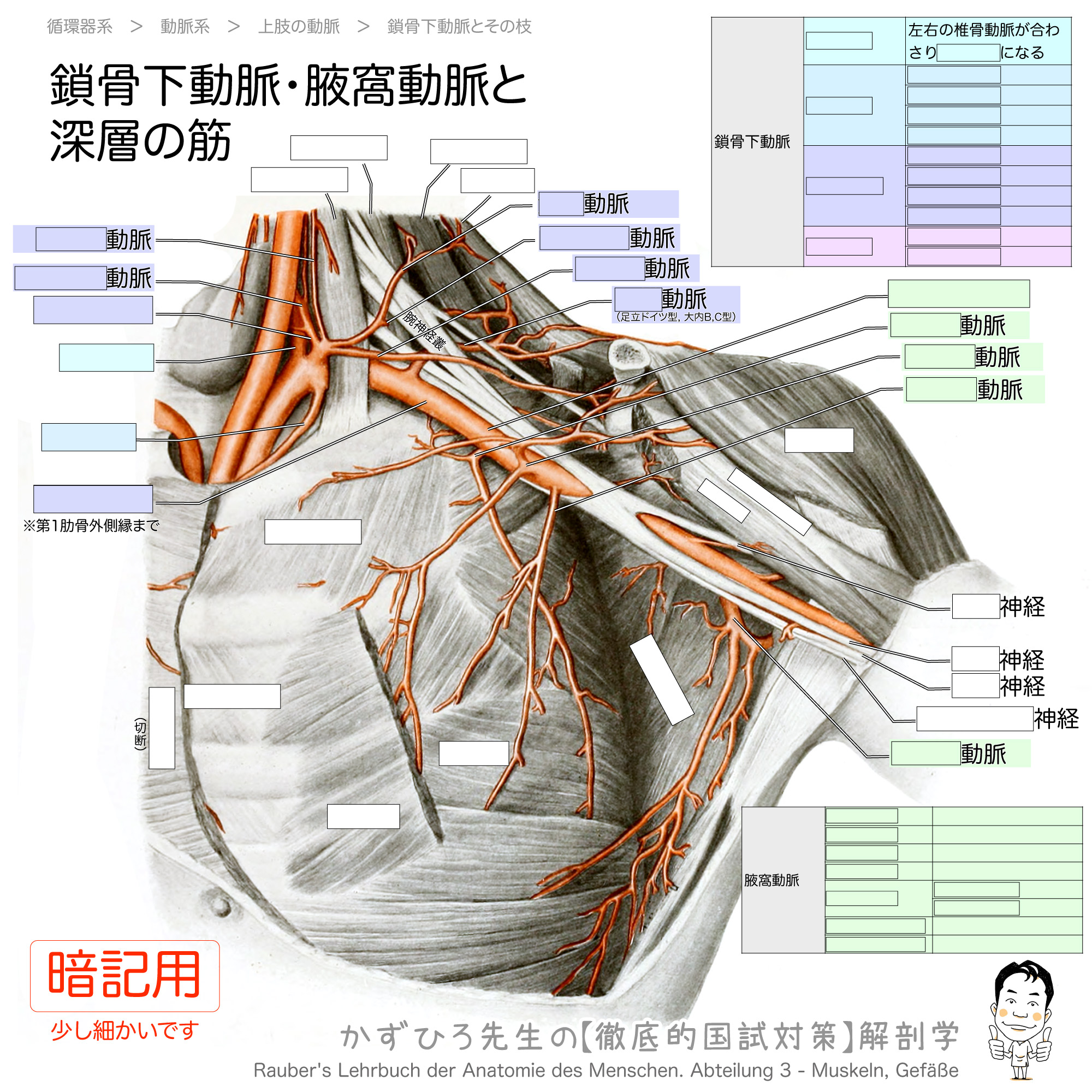 神経 叢 腕