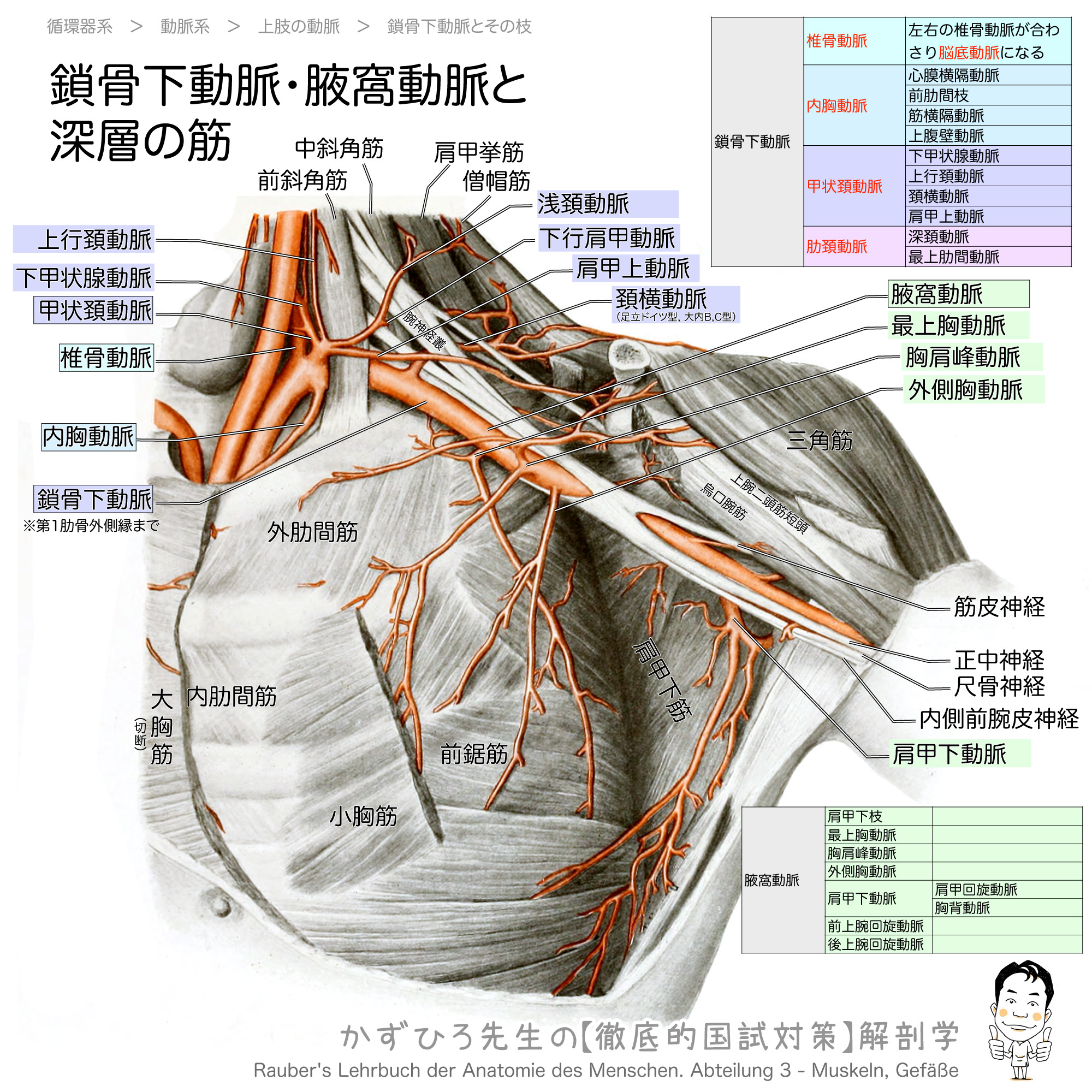 鎖骨下動脈 腋窩動脈と深層の筋 徹底的解剖学