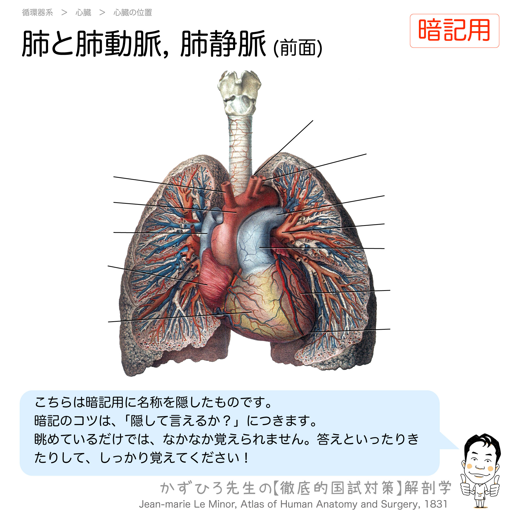 肺と心臓 肺動脈と肺静脈 徹底的解剖学