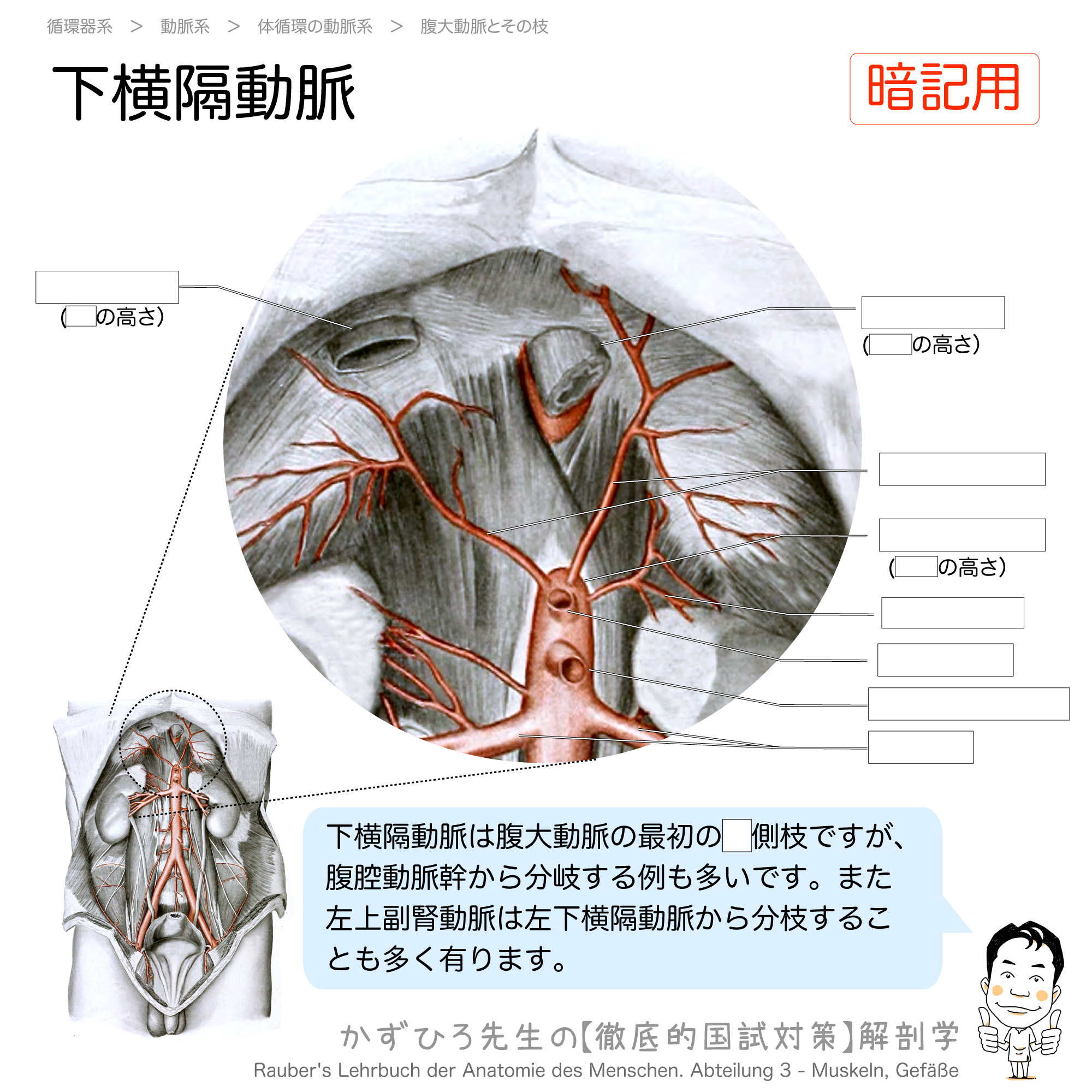 下横隔動脈 腹大動脈の壁側枝 徹底的解剖学