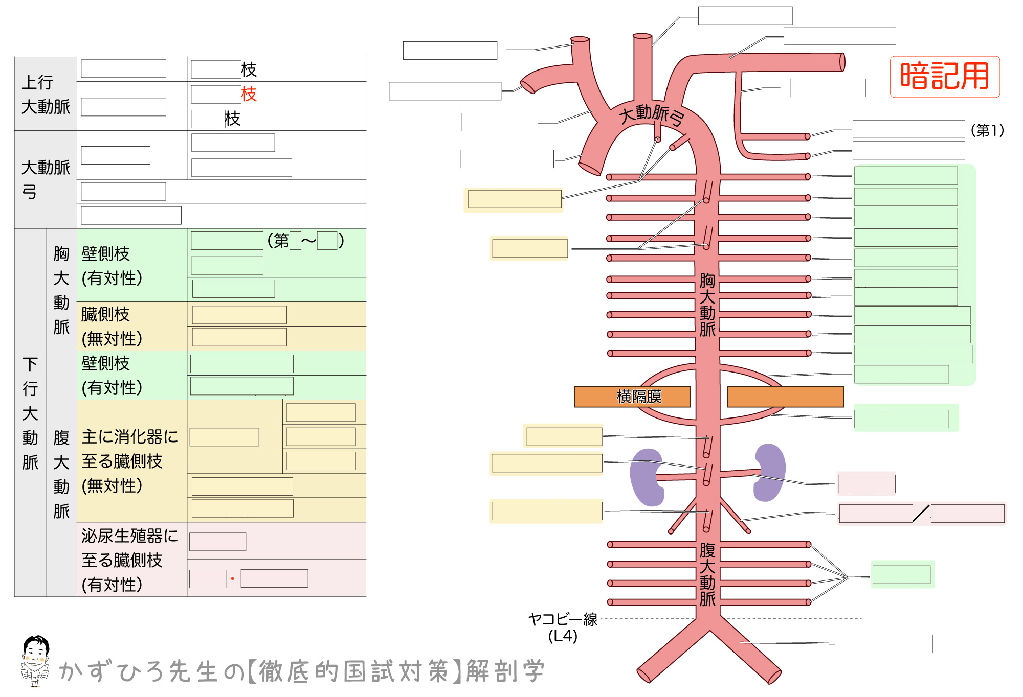 大動脈とその枝 模式図 徹底的解剖学