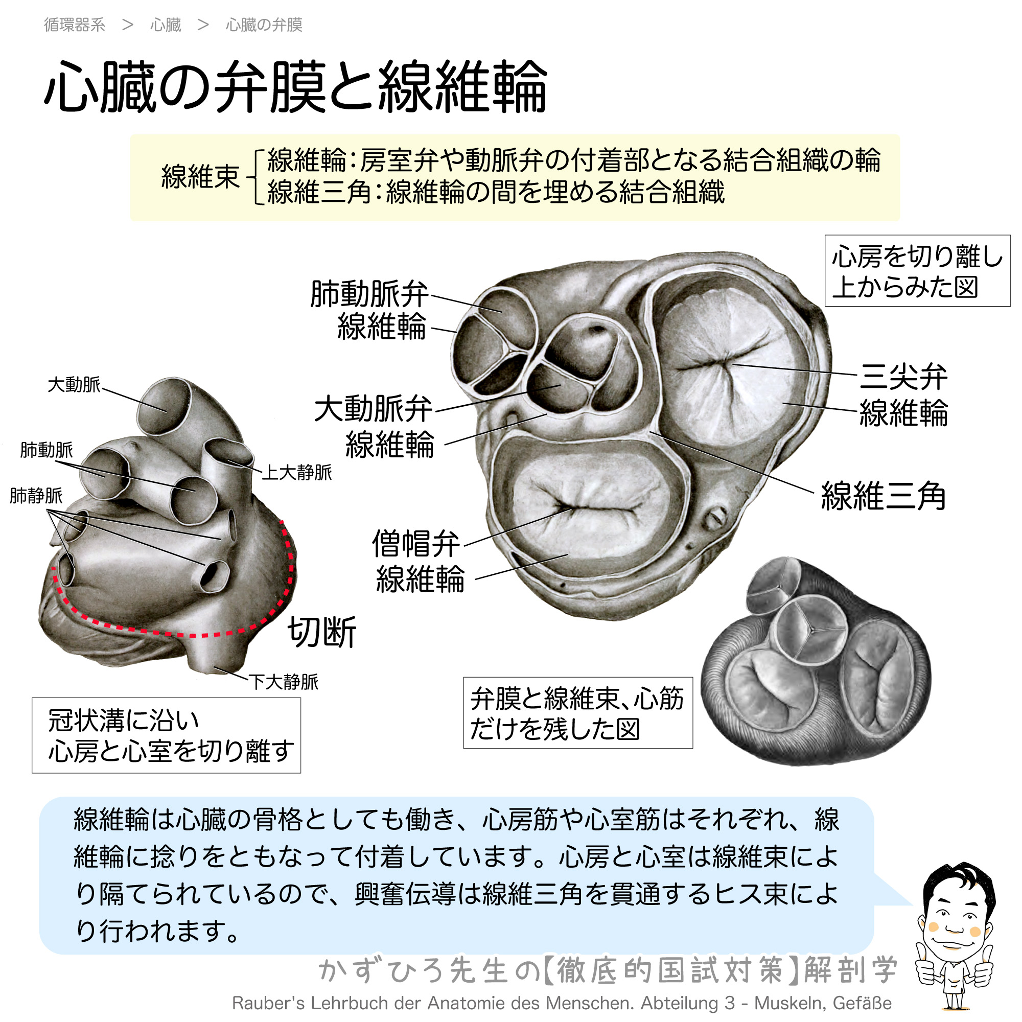 心筋 固有