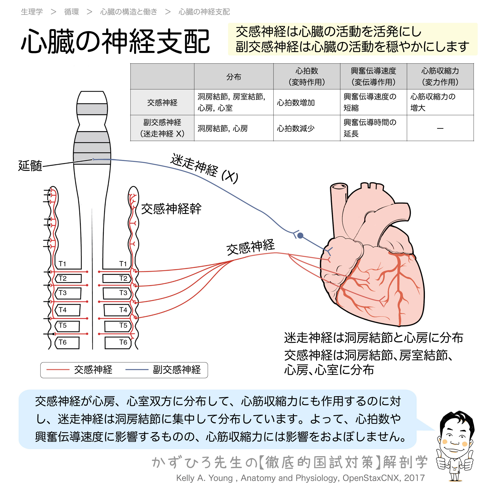 心臓の神経支配 交感神経と迷走神経 変時作用 変伝導作用 変力作用 徹底的解剖学