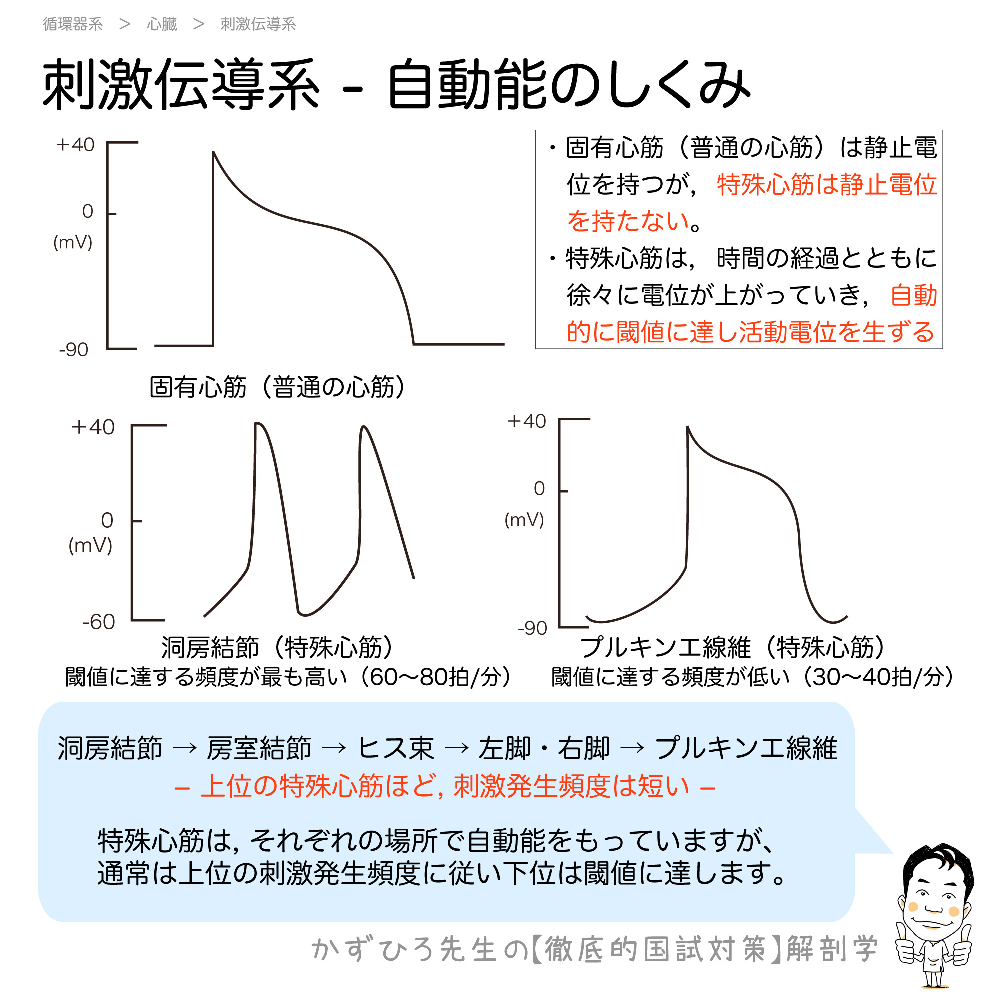 固有 心筋