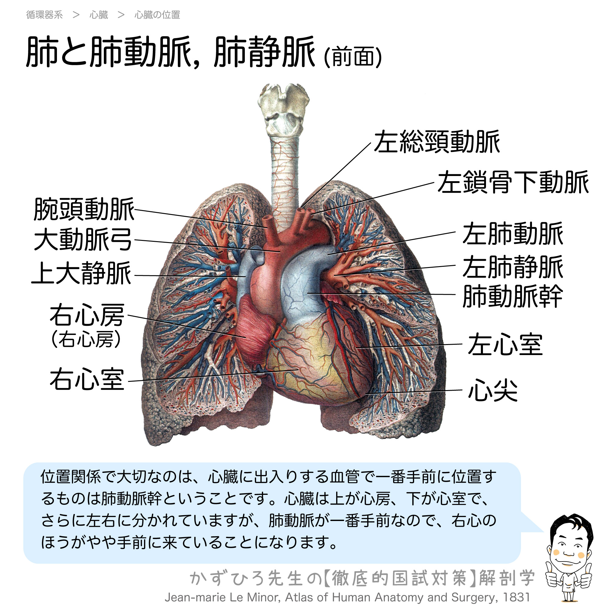 肺と心臓 肺動脈と肺静脈 徹底的解剖学