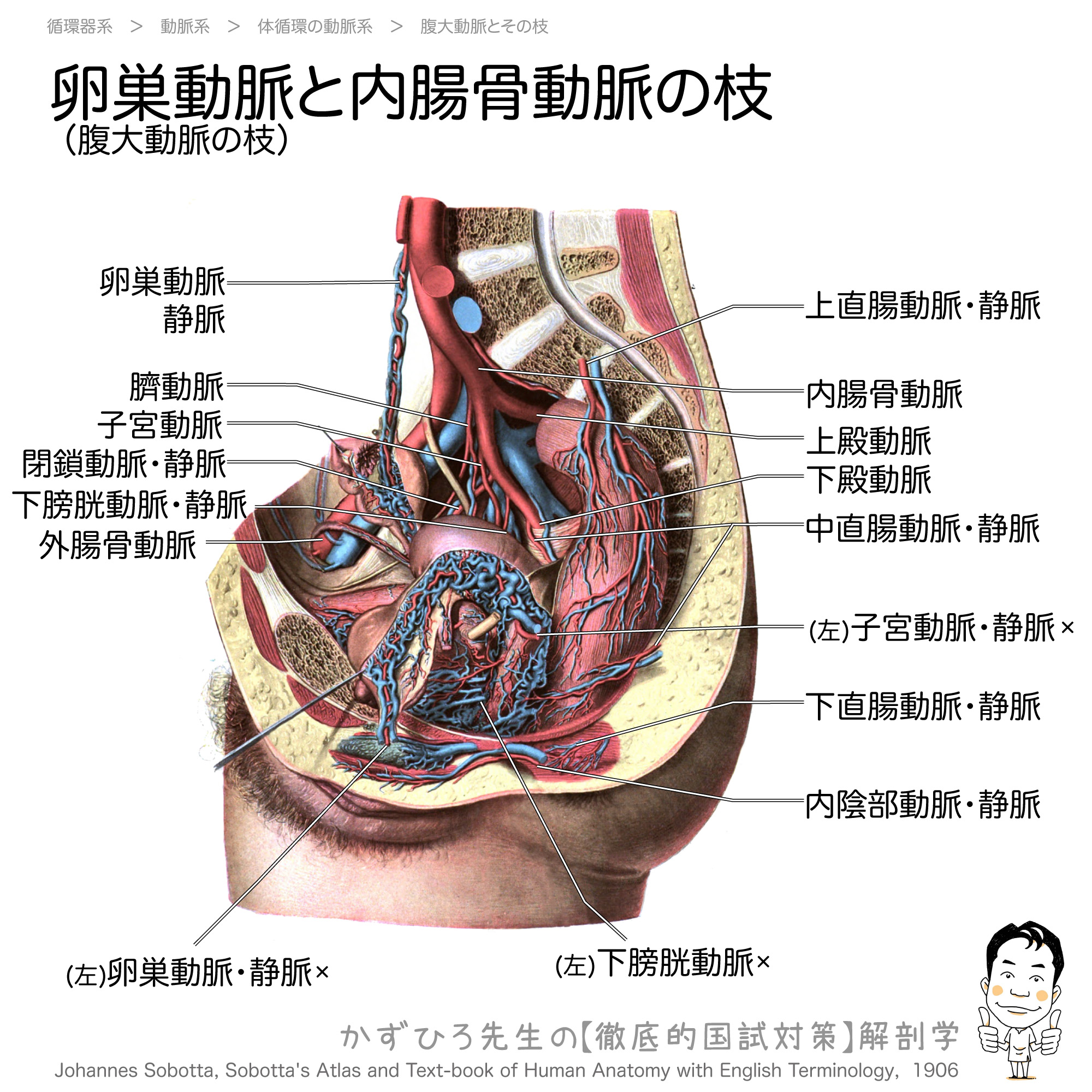 卵巣動脈は腹大動脈の枝 徹底的解剖学