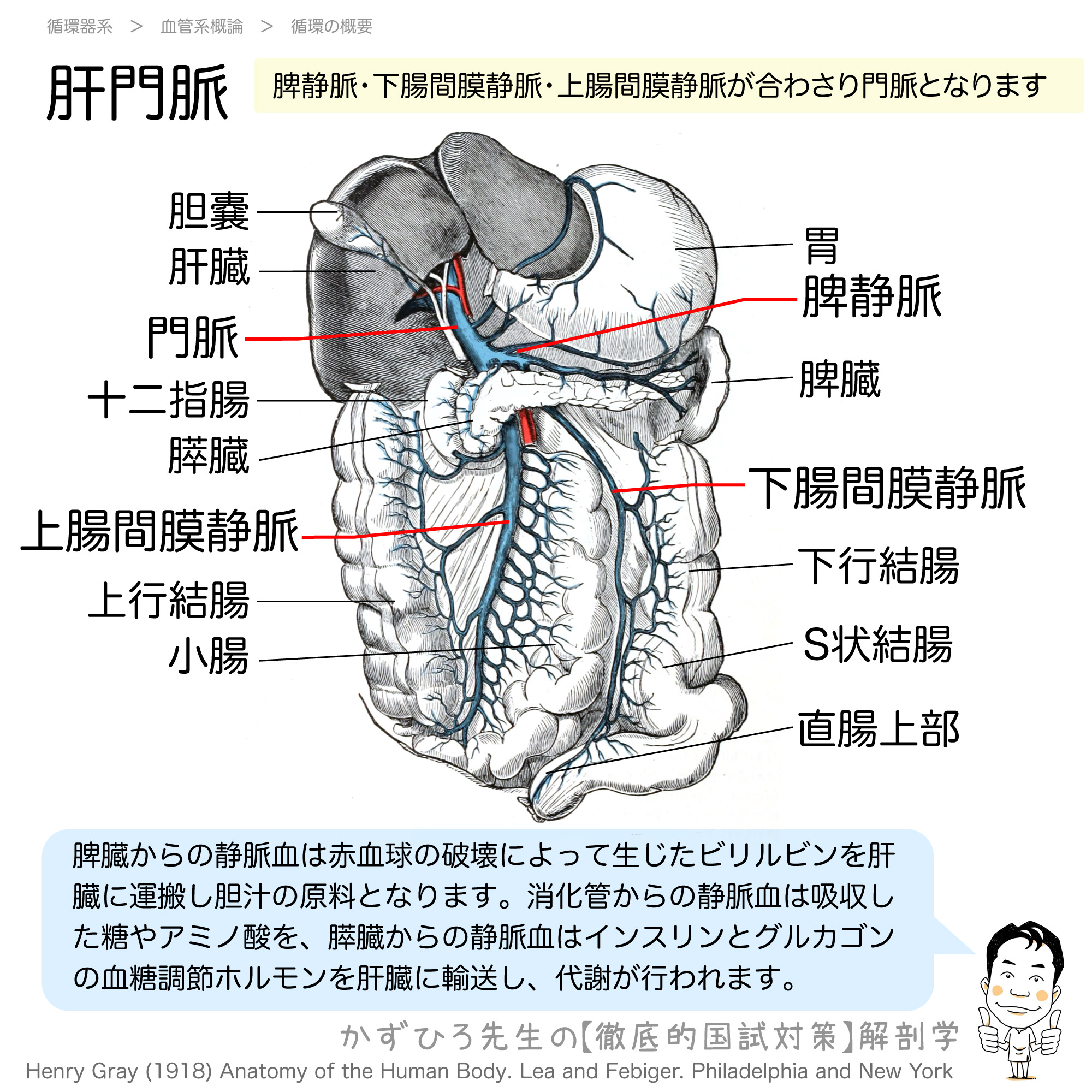 脾臓と消化管の血液は門脈に集まる 徹底的解剖学