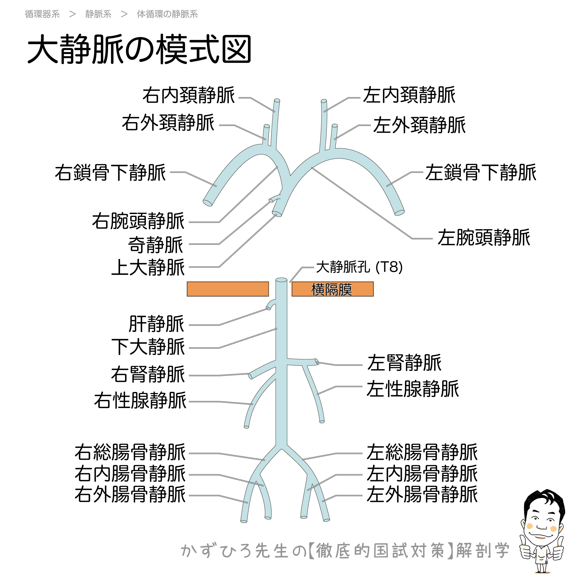 上大静脈 下大静脈の模式図 徹底的解剖学