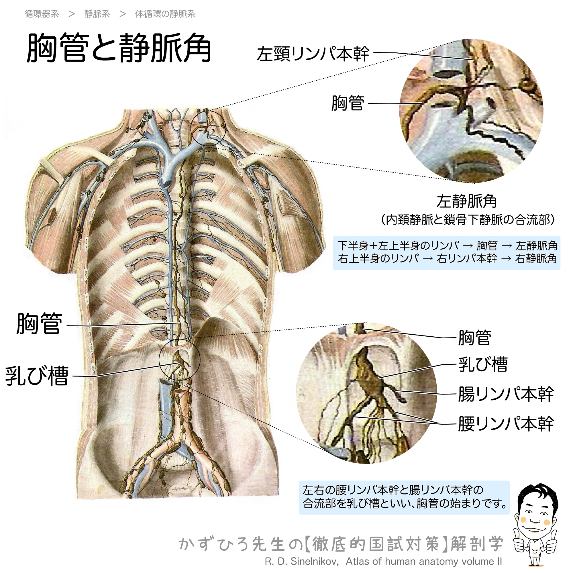 リンパ 痛い 鎖骨 リンパ節腫脹