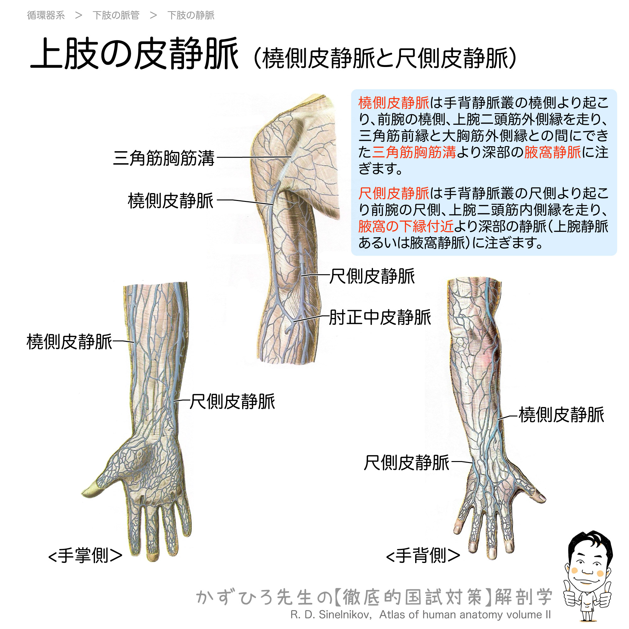 橈側皮静脈と尺側皮静脈 上肢の皮静脈 徹底的解剖学