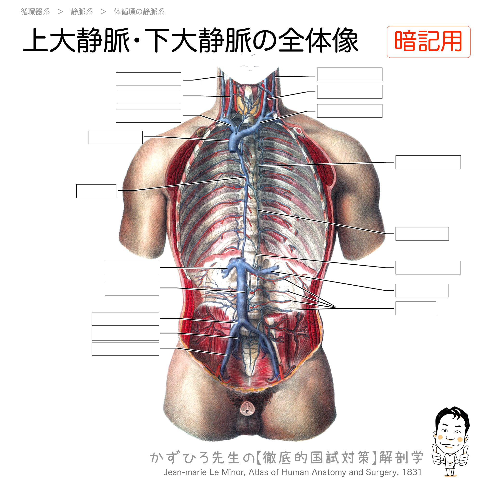 上大静脈 下大静脈の全体像 徹底的解剖学
