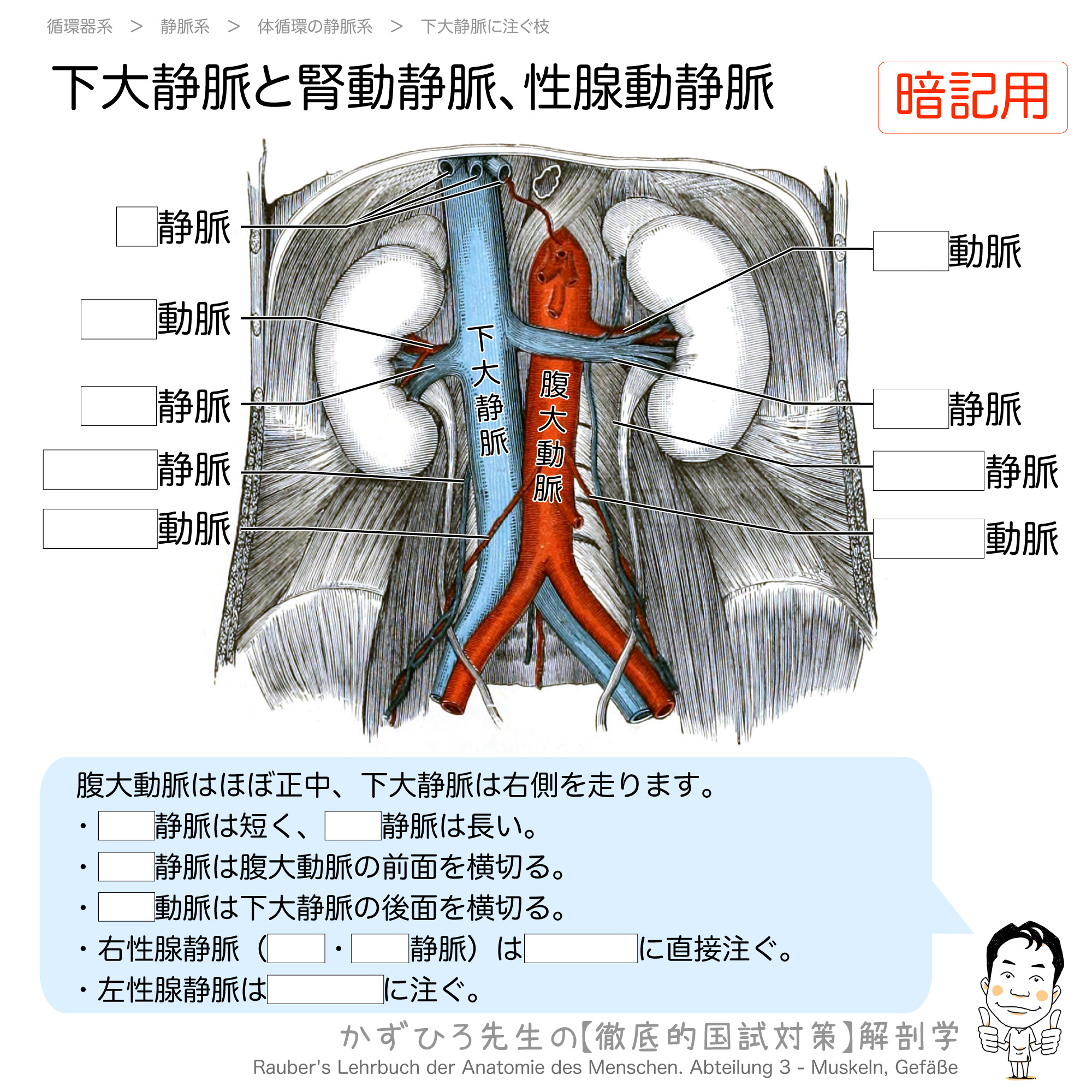 下大静脈と腎動静脈 性腺動静脈 徹底的解剖学