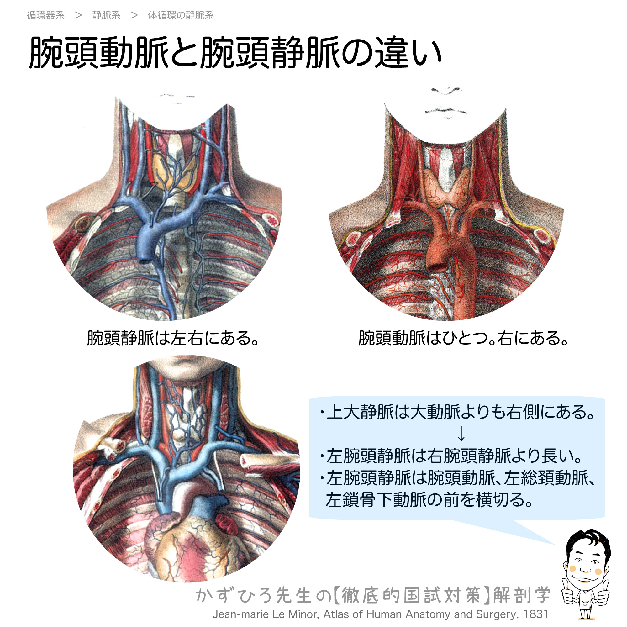 腕頭動脈と腕頭静脈の違い 徹底的解剖学