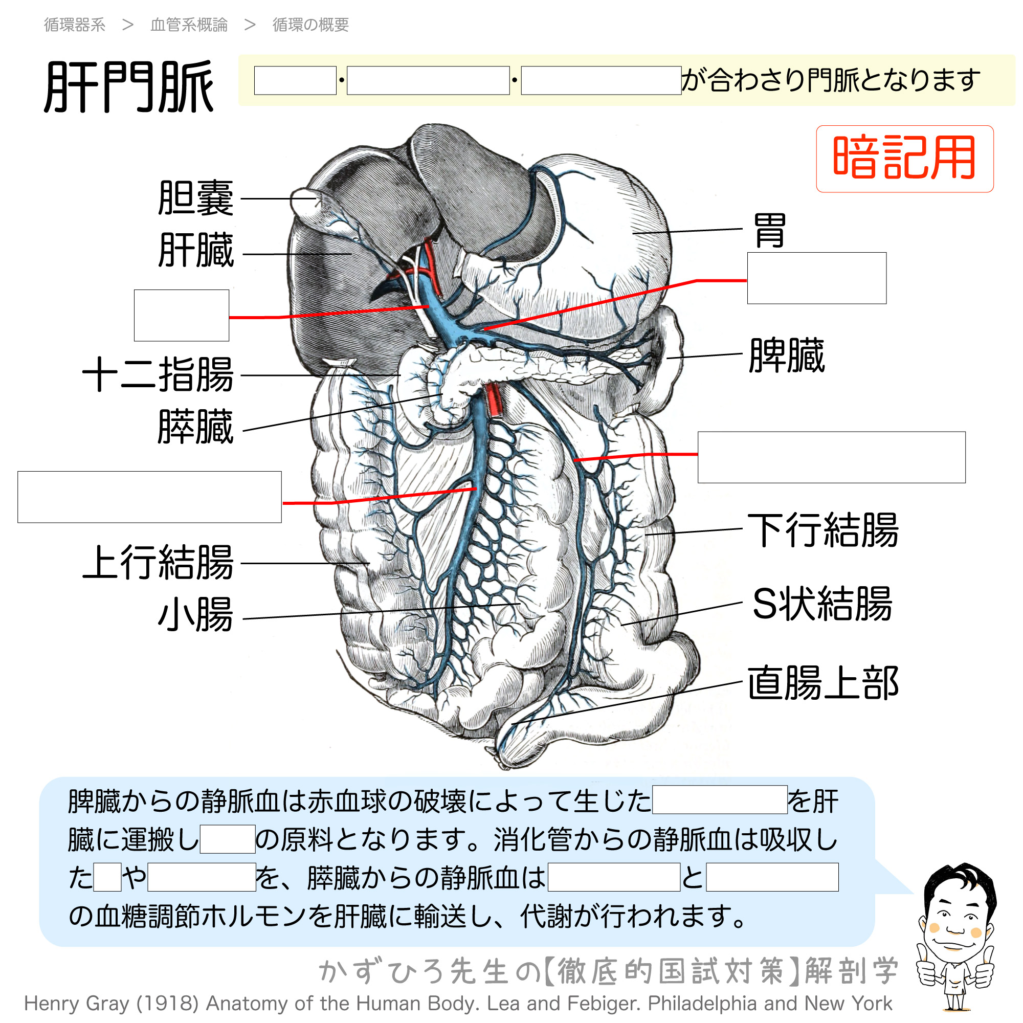 脾臓と消化管の血液は門脈に集まる 徹底的解剖学