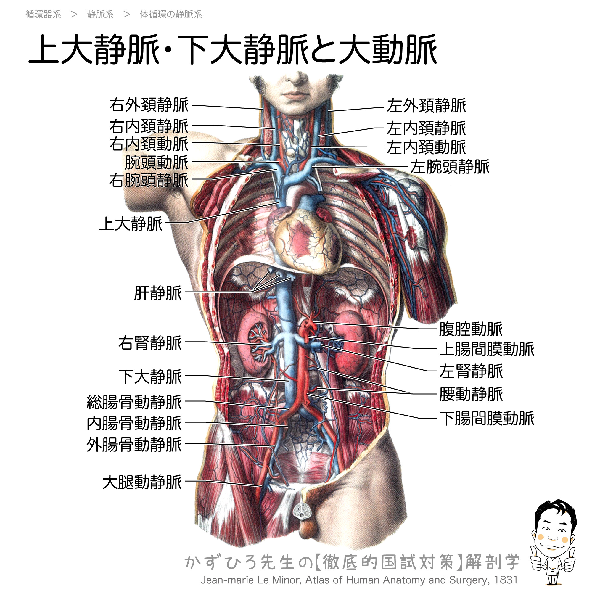 上大静脈 下大静脈と大動脈 徹底的解剖学