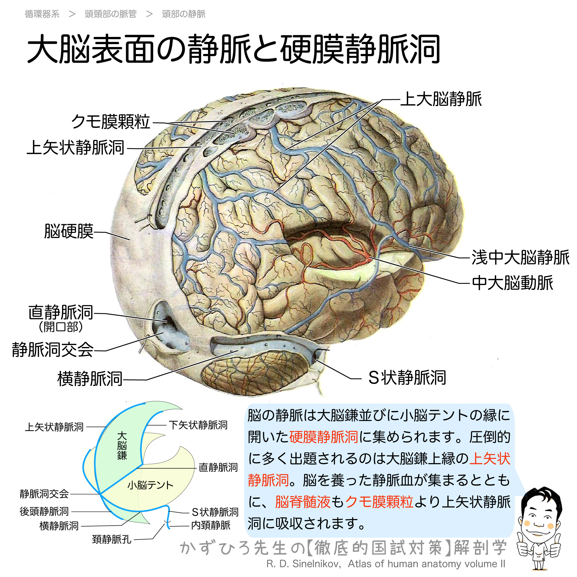 脳の静脈は硬膜静脈洞に集められる 徹底的解剖学