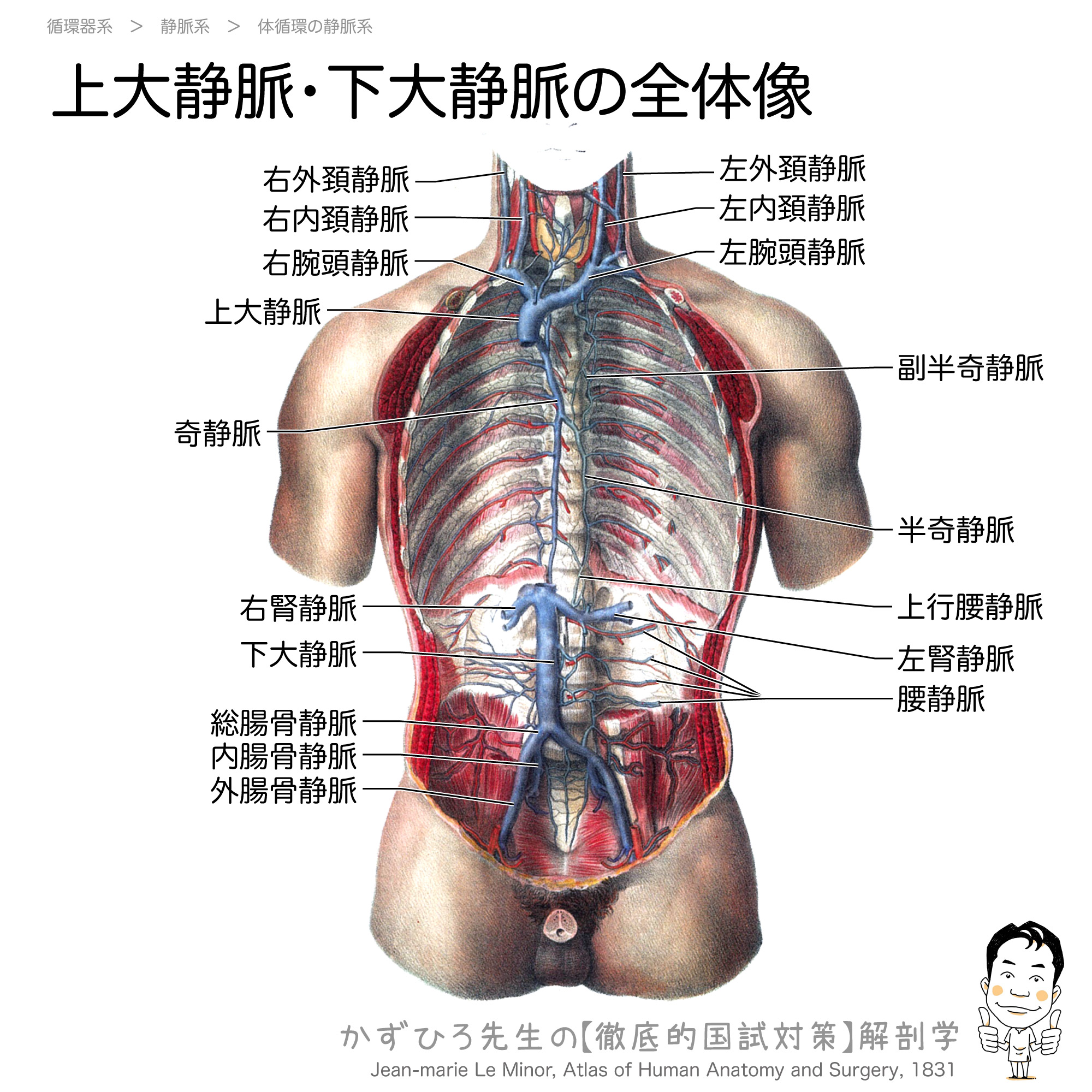 上大静脈 下大静脈の全体像 徹底的解剖学