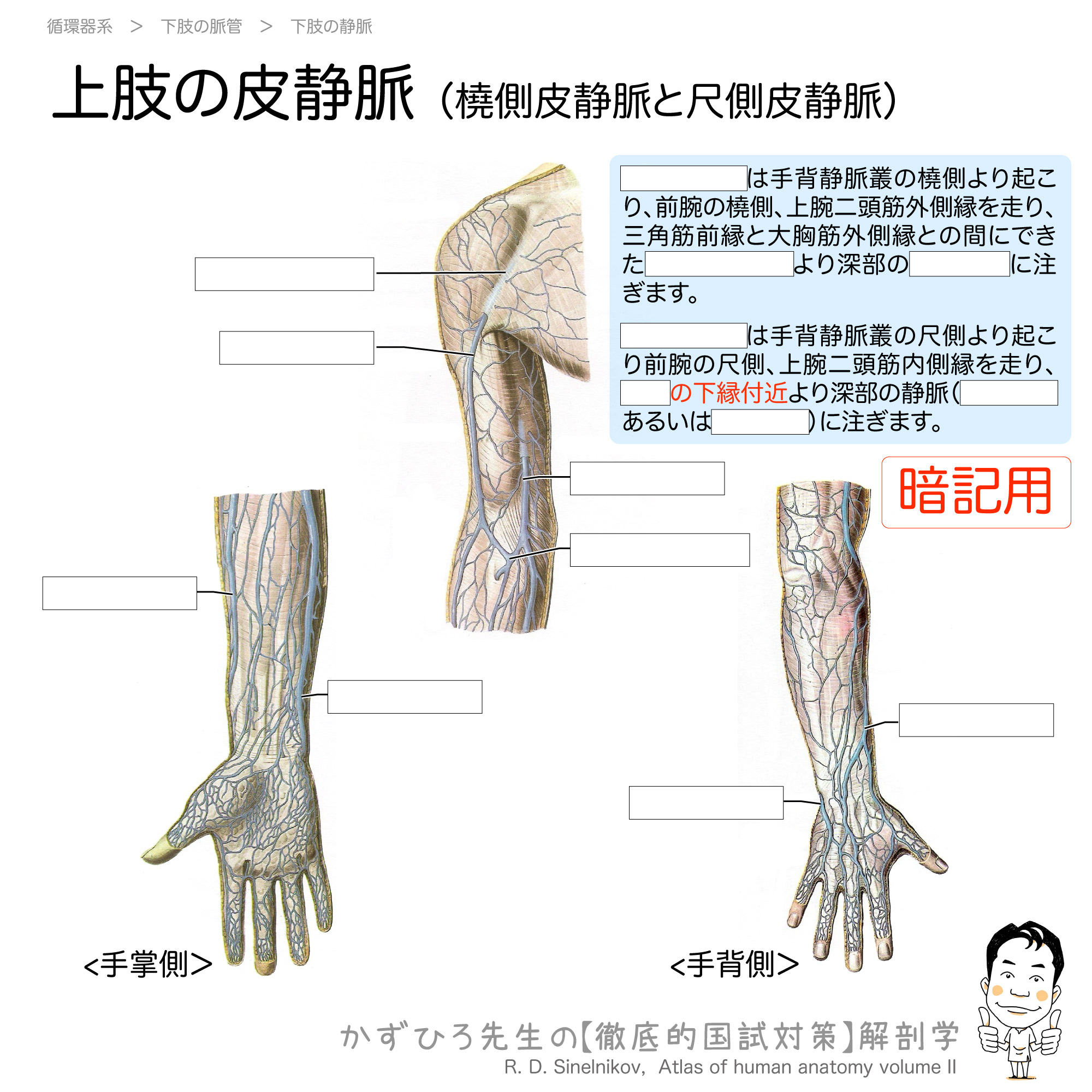 橈側皮静脈と尺側皮静脈 上肢の皮静脈 徹底的解剖学