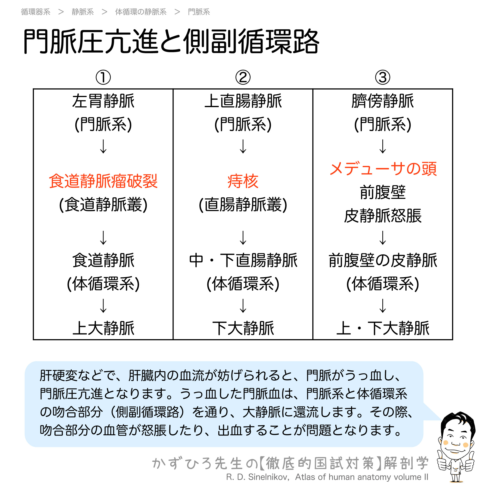 門脈圧亢進と側副循環路 徹底的解剖学