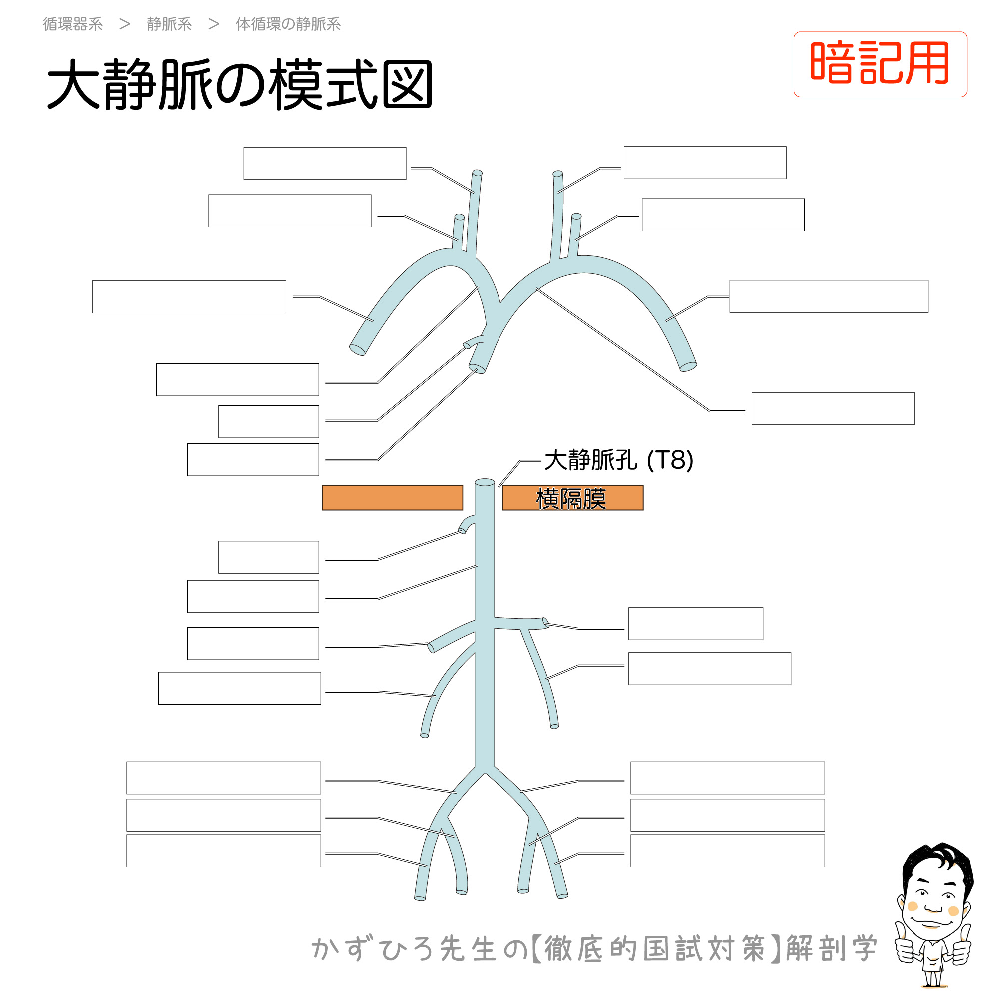 上大静脈 下大静脈の模式図 徹底的解剖学