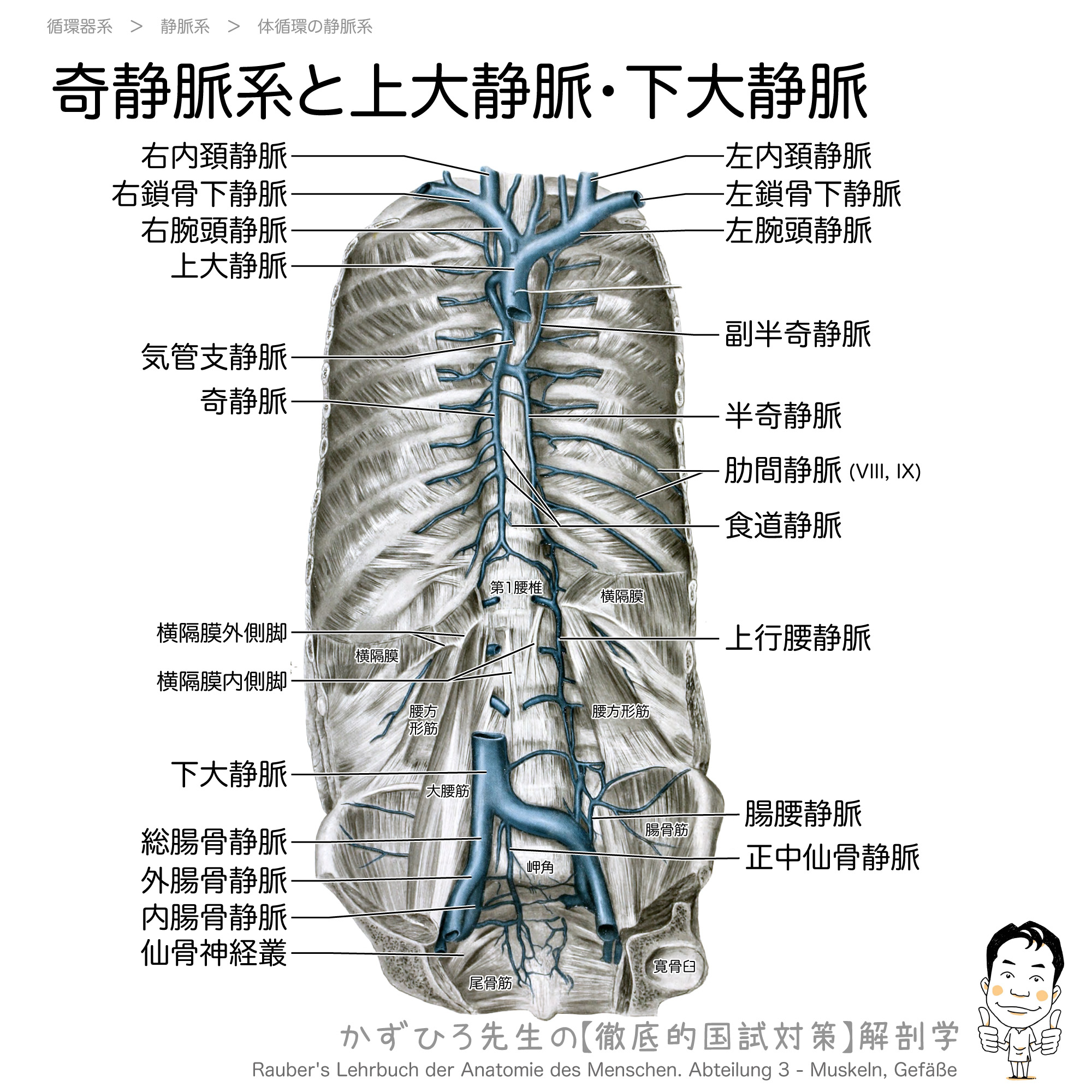 奇静脈系は胸壁の肋間静脈を集めて上大静脈へと注ぐ 徹底的解剖学