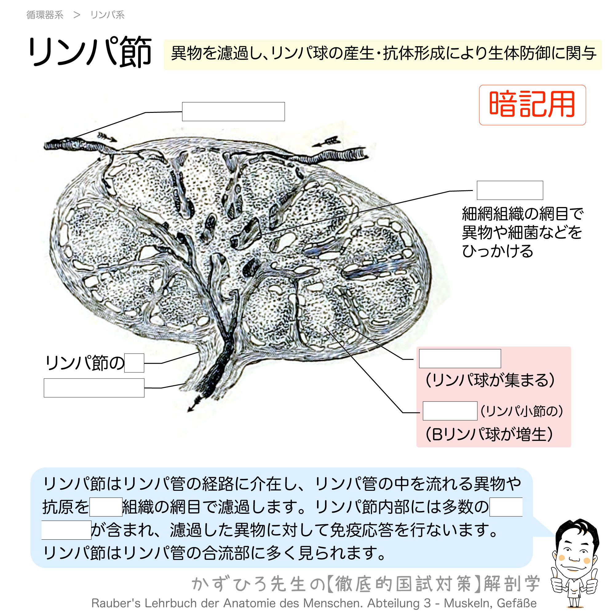 リンパ節 リンパ管の濾過装置 徹底的解剖学