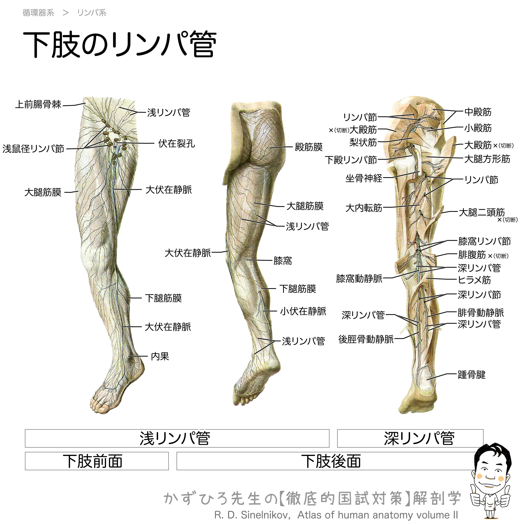 下肢のリンパ管と鼠径リンパ節 徹底的解剖学