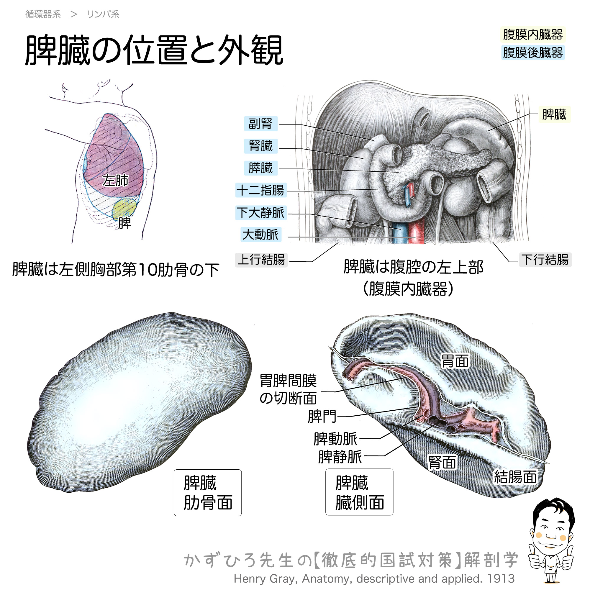 脾臓の位置と外観 徹底的解剖学